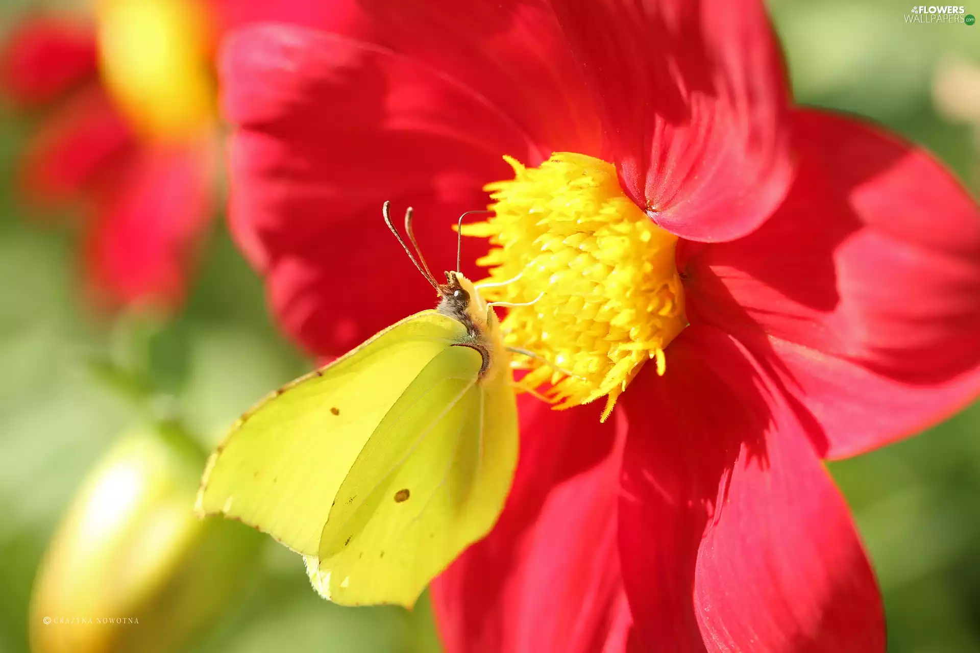 Colourfull Flowers, Dalia, Brimstone Butterfly, Insect, butterfly