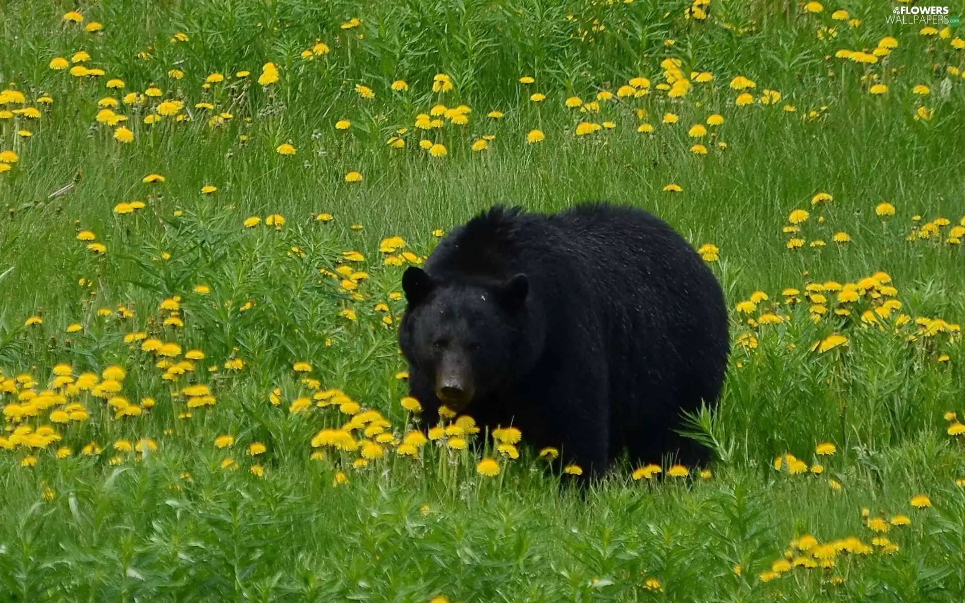 bear, Meadow, dandelions, brown
