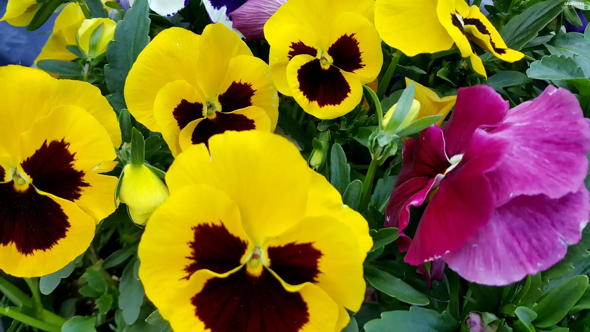 yellow, Purple, pansies, Brown
