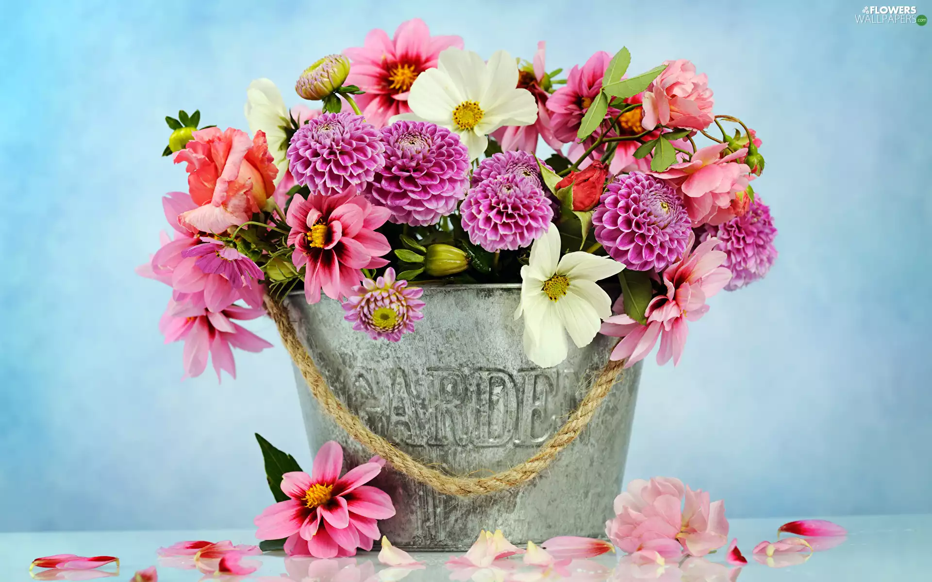 bouquet, Bucket, dahlias, Cosmos, Flowers