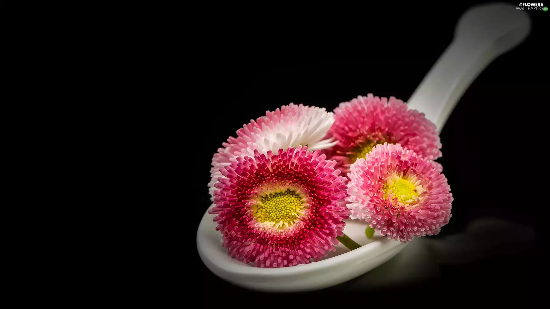 daisies, Black, background, bucket