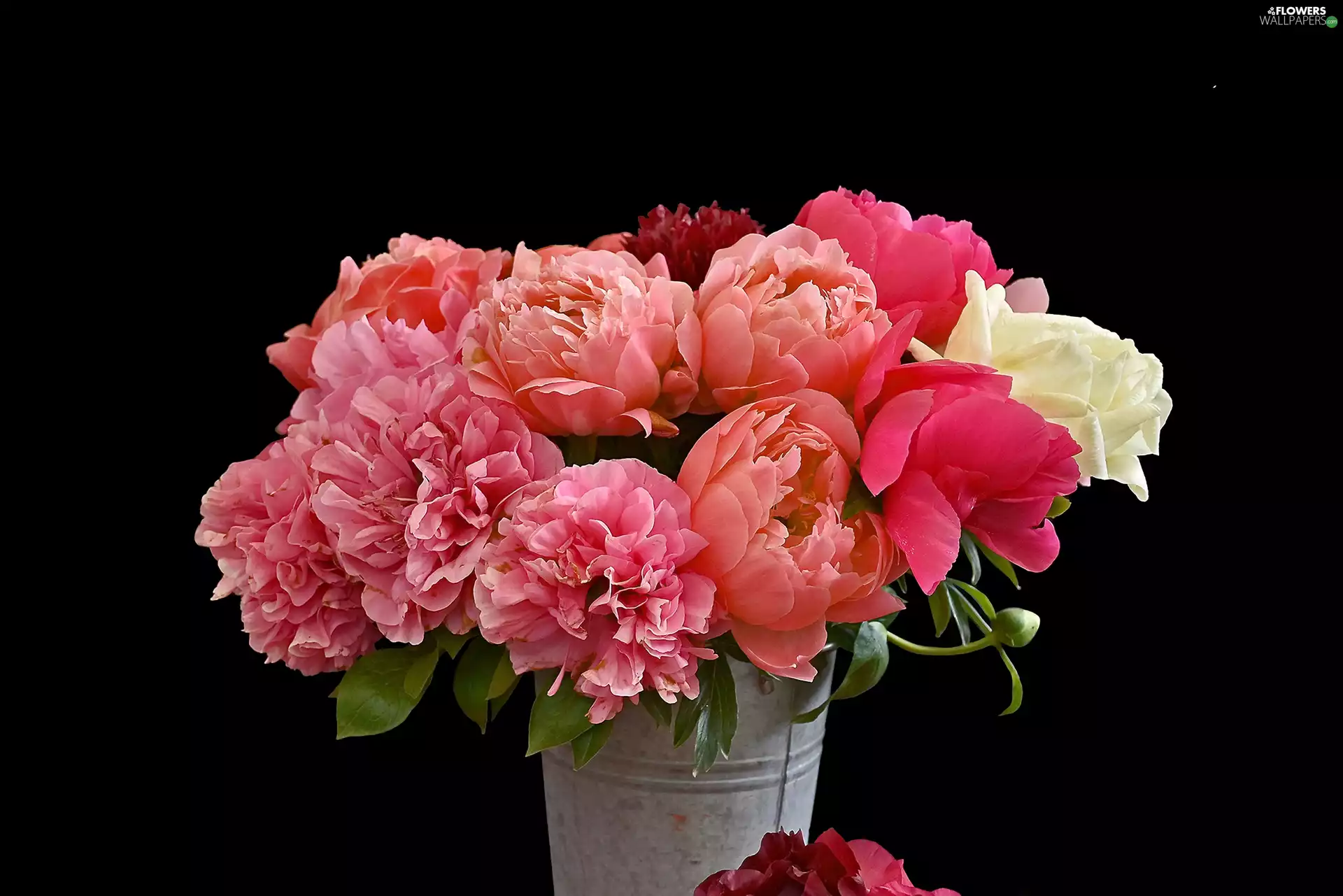 Bucket, bouquet, Peonies