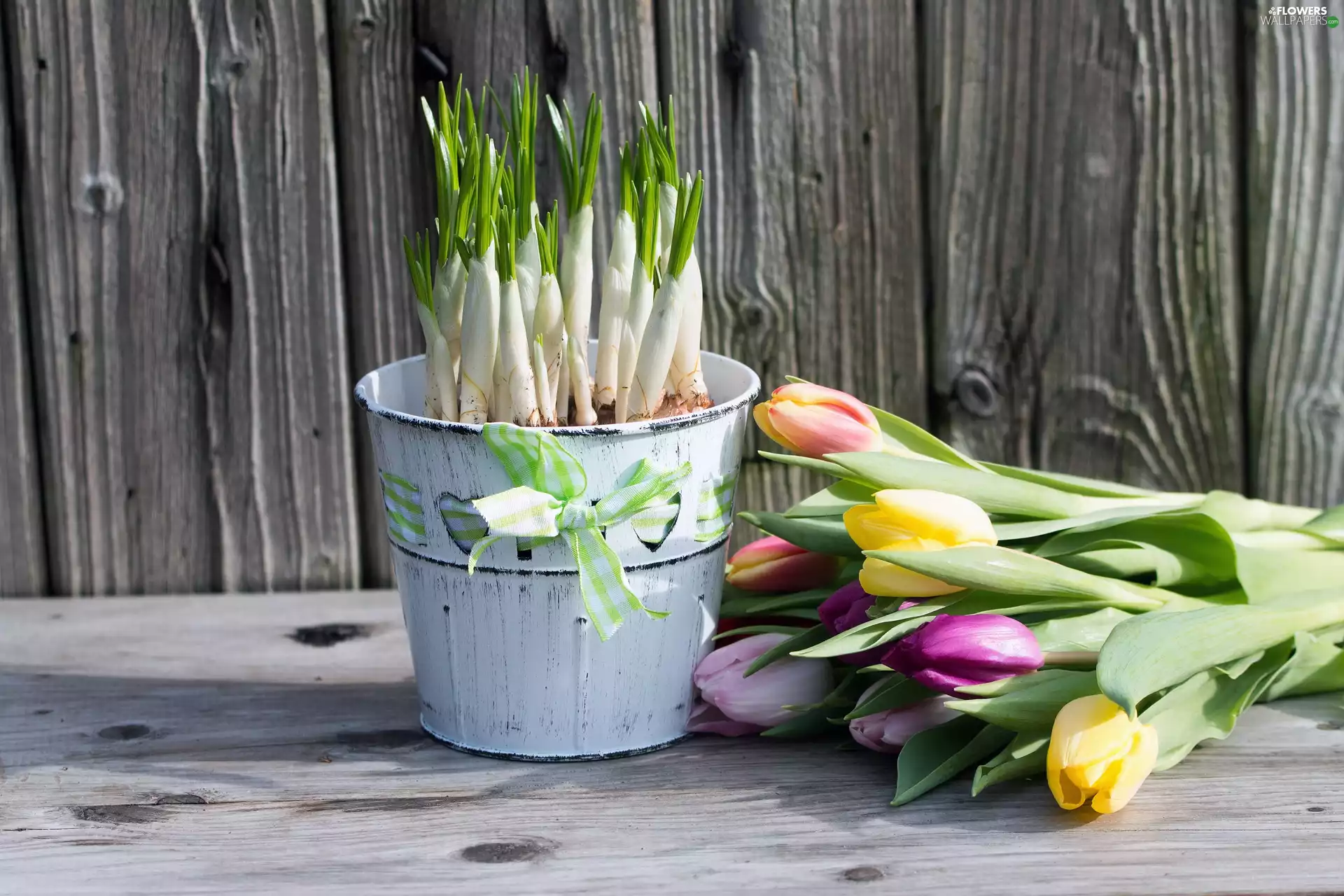 Bucket, composition, Tulips