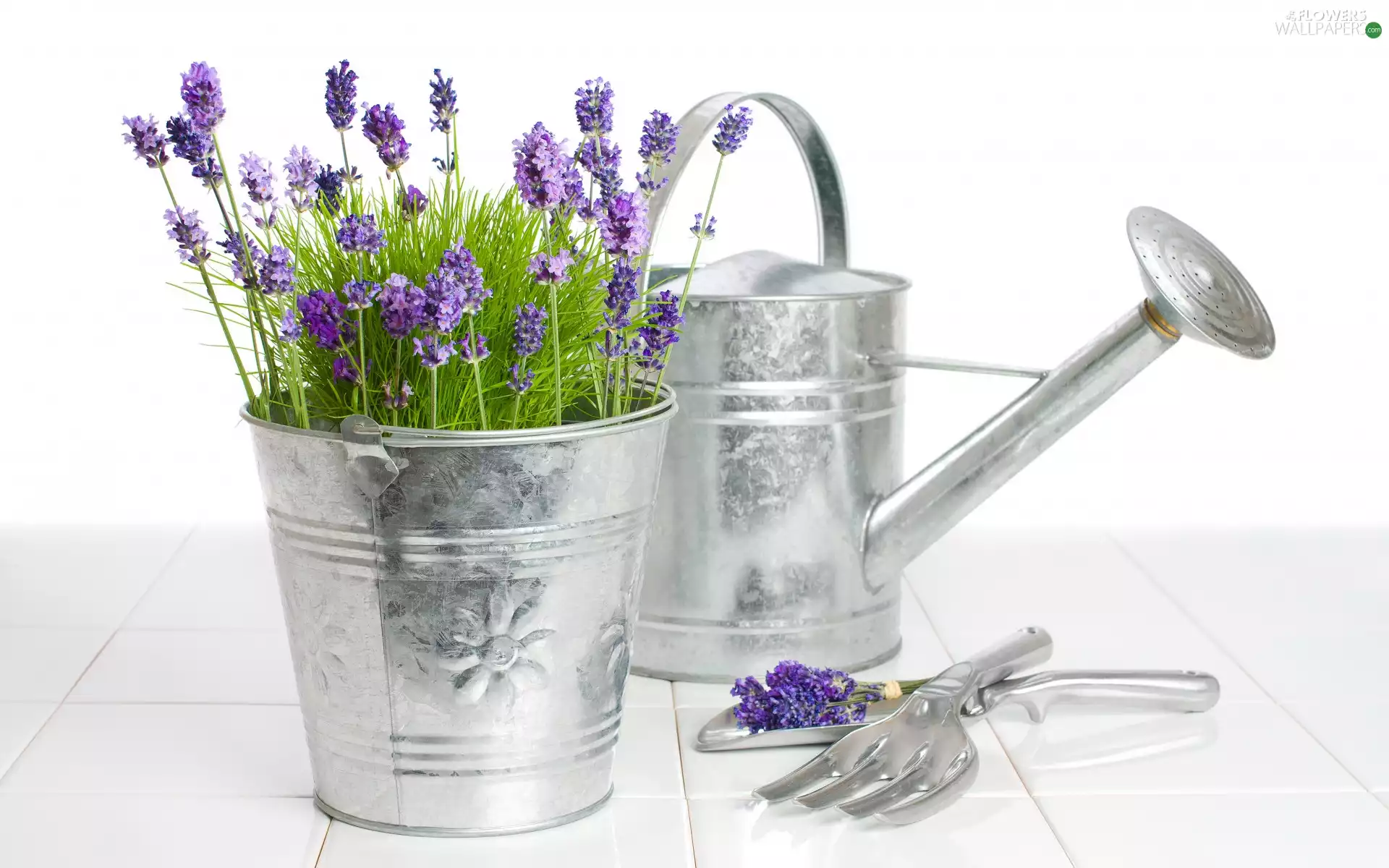 lavender, Bucket, watering can, decoration