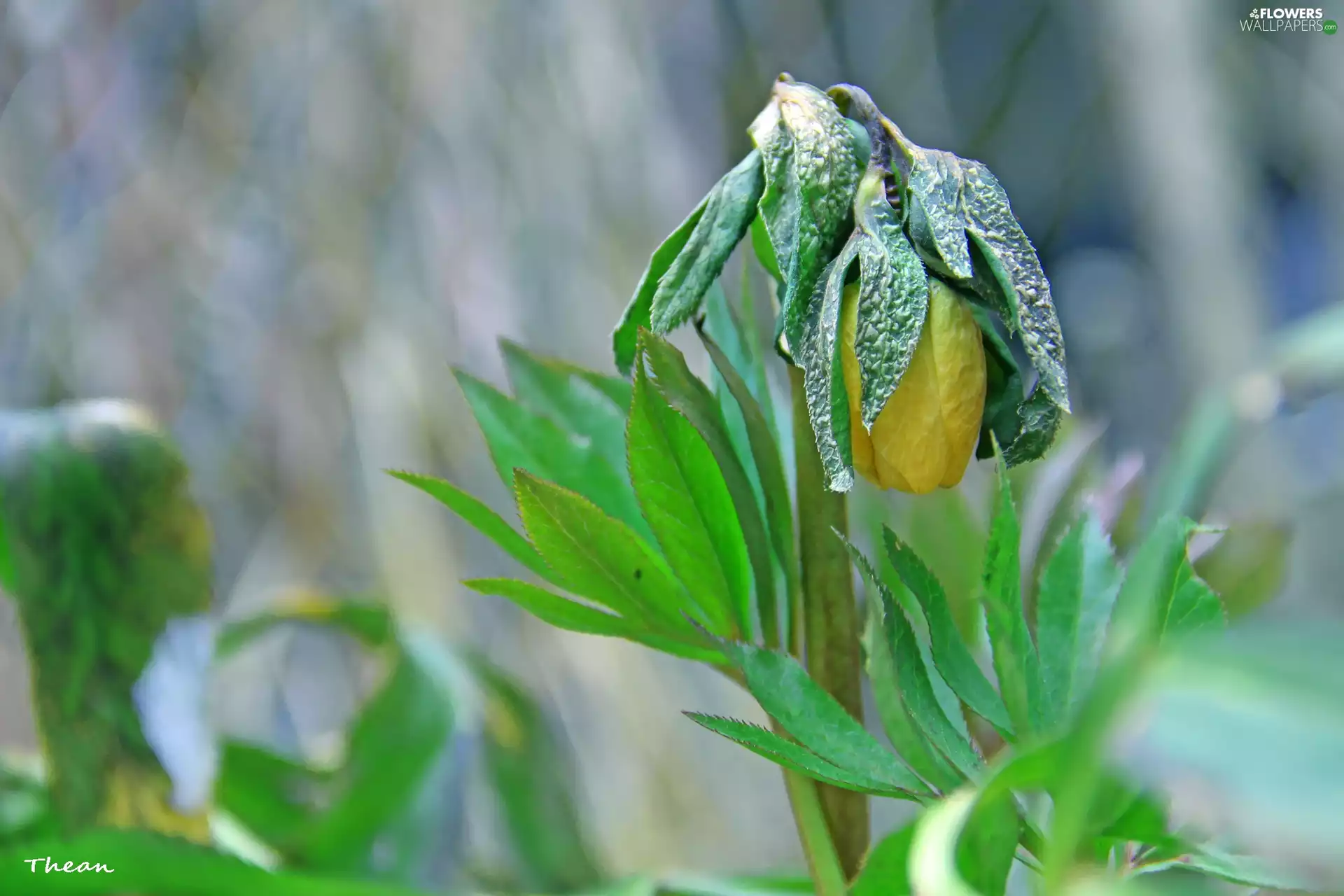anemone, bud