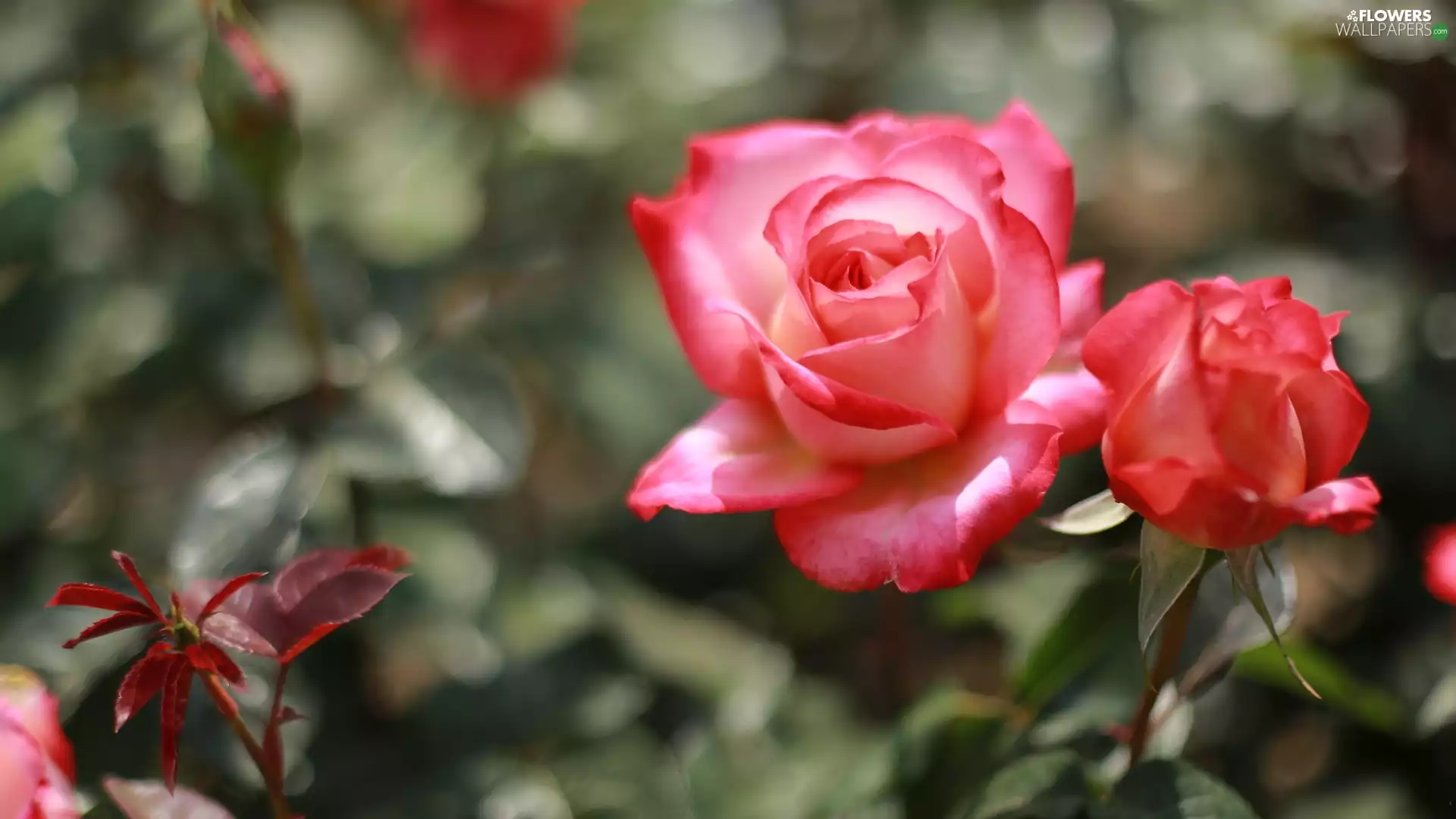 bud, roses, bloom