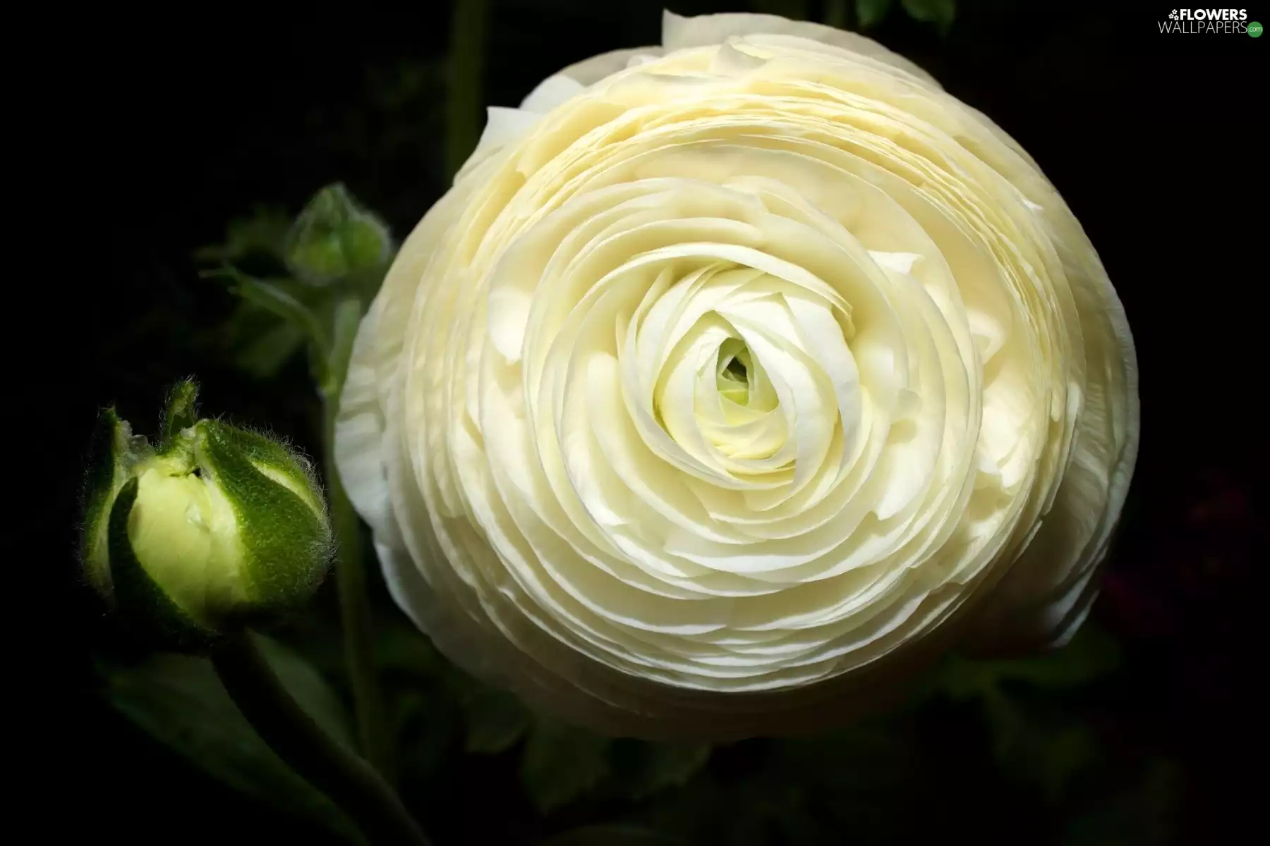 bud, White, buttercup
