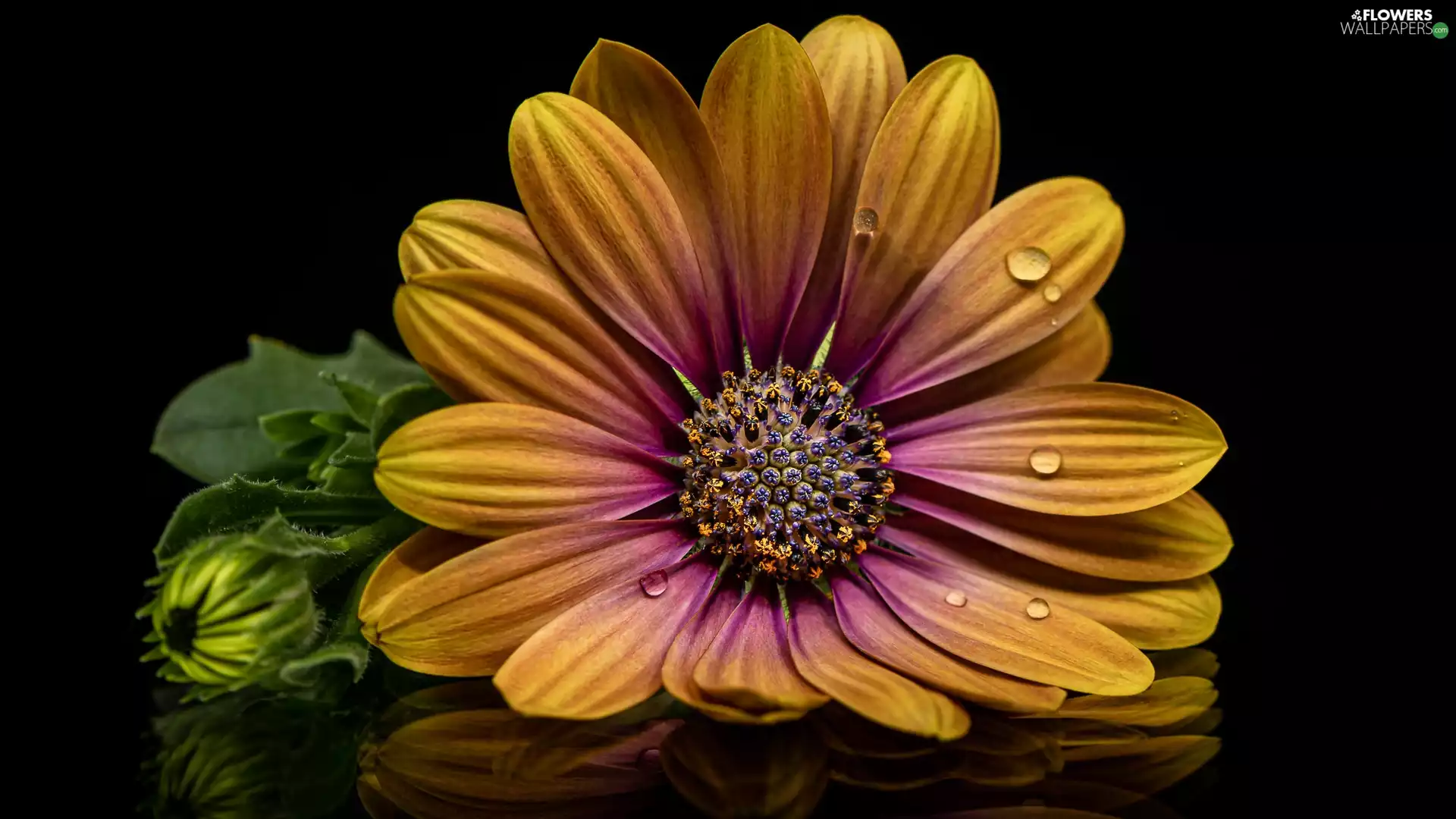 African Daisy, Colourfull Flowers, Black, background, drops, bud
