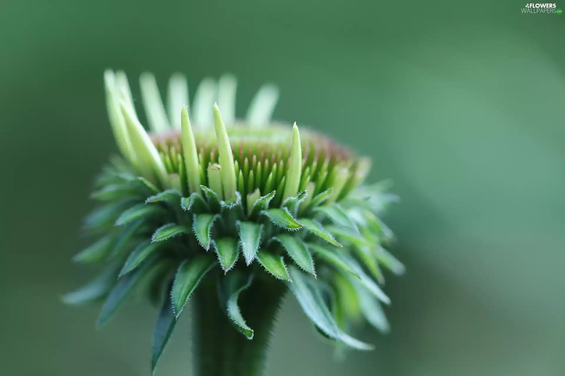Colourfull Flowers, echinacea, bud