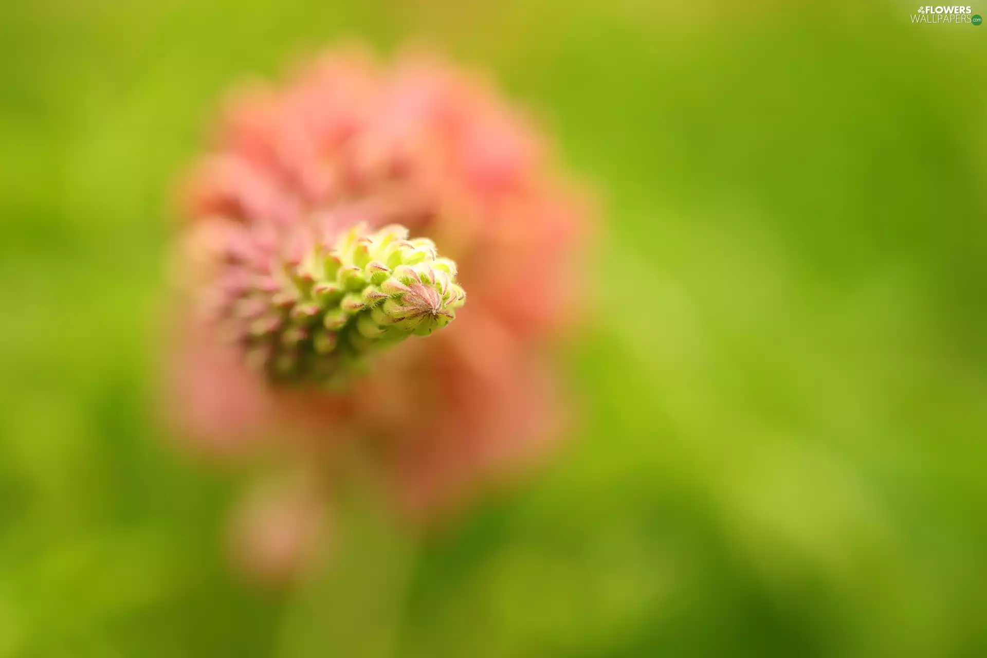 Colourfull Flowers, lupine, bud