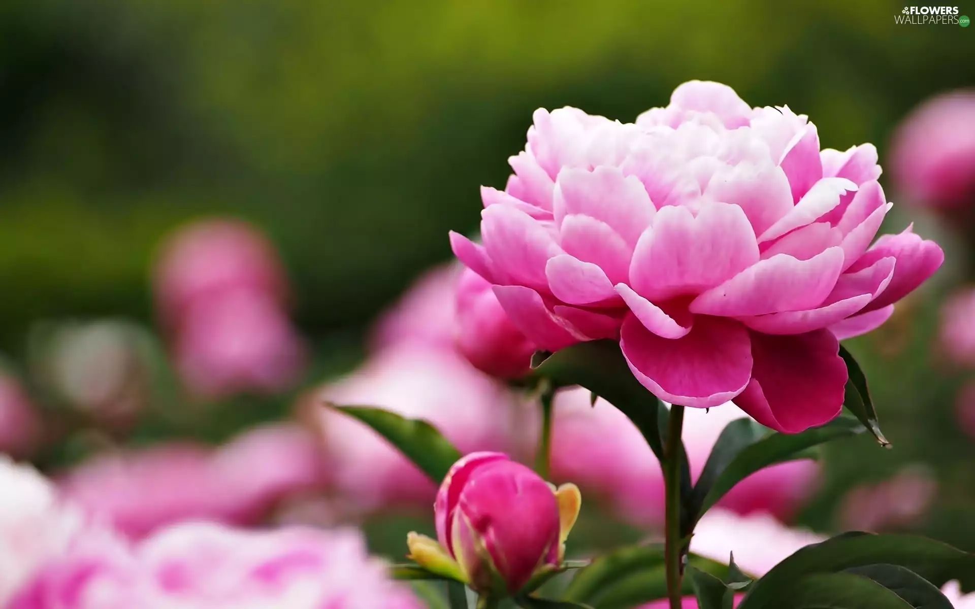 peony, Colourfull Flowers, bud