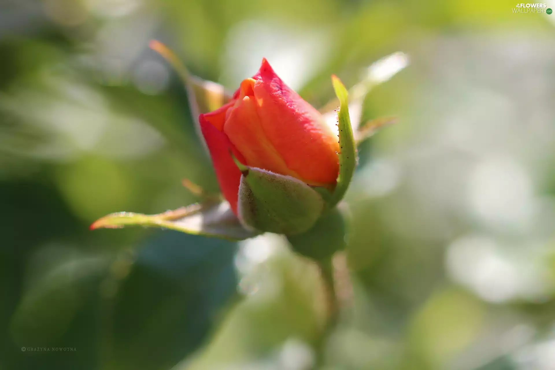 Colourfull Flowers, rose, bud