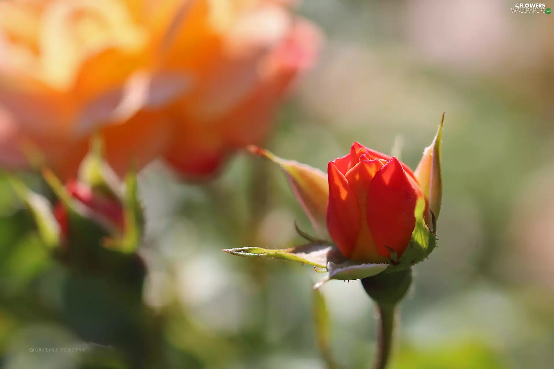 Colourfull Flowers, rose, bud