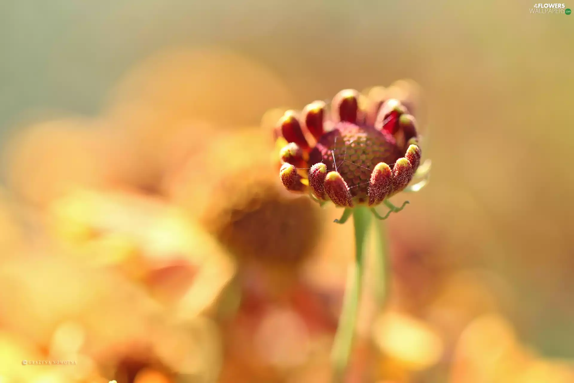 Colourfull Flowers, Rudbeckia, bud