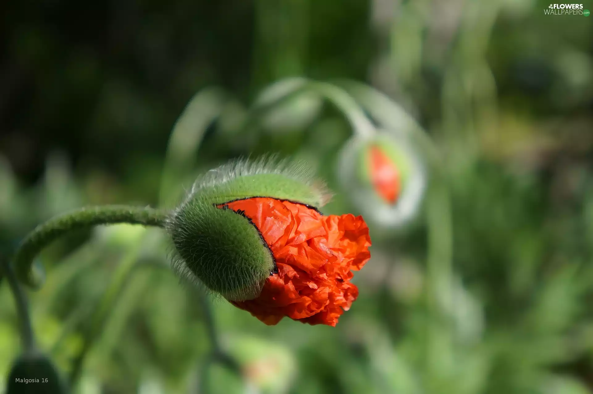 red weed, Colourfull Flowers, bud