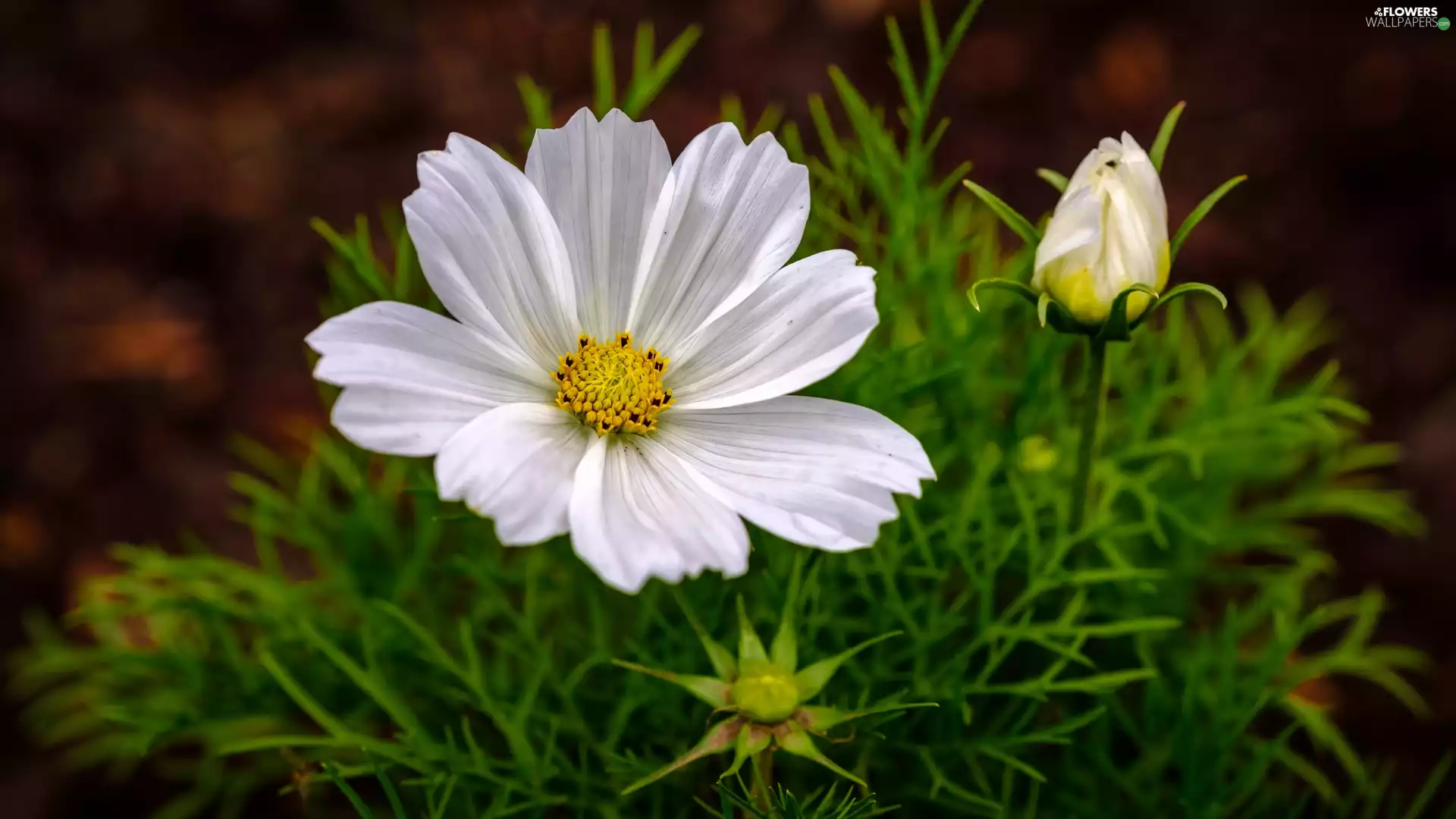 bud, White, Cosmos