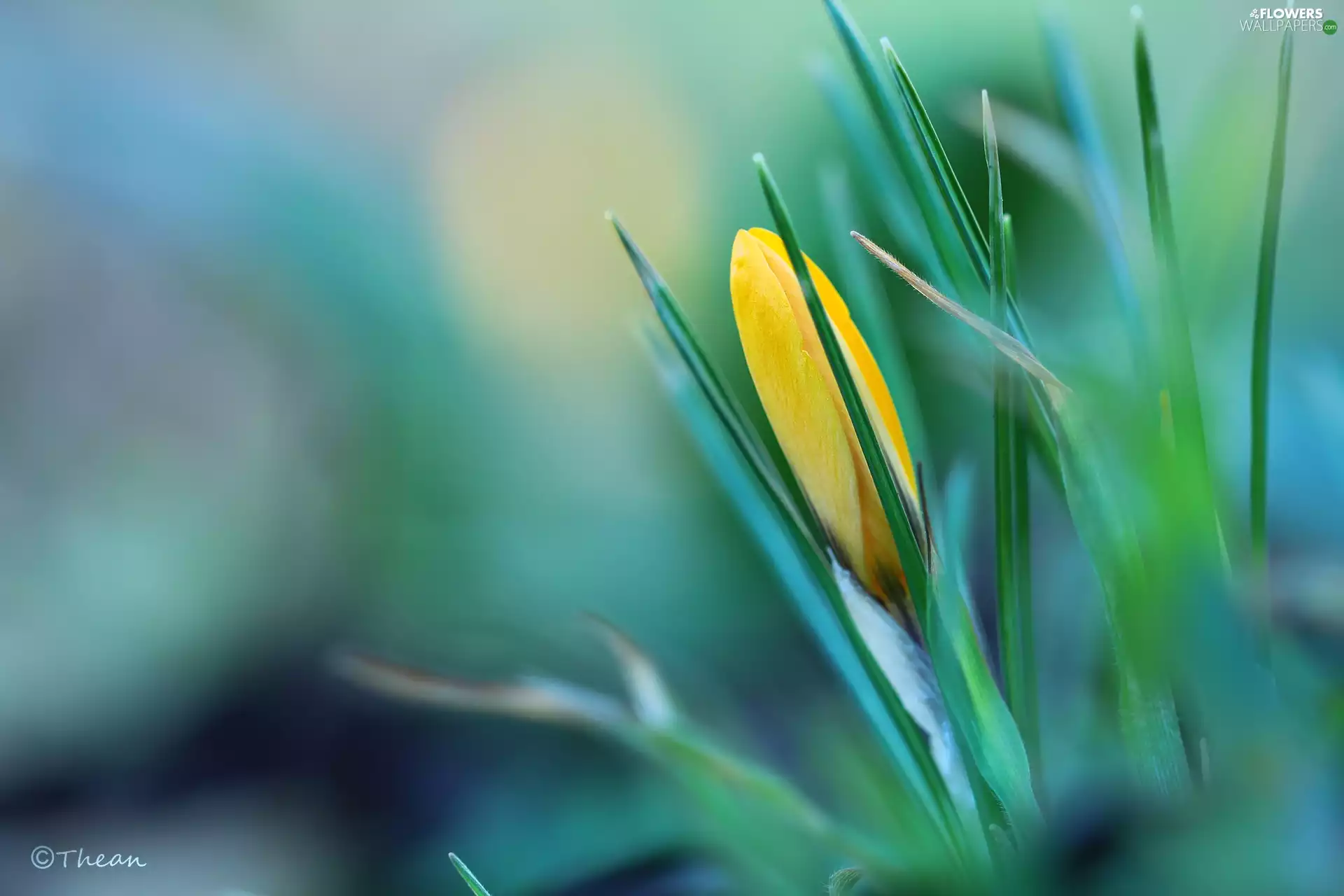 bud, Yellow, crocus