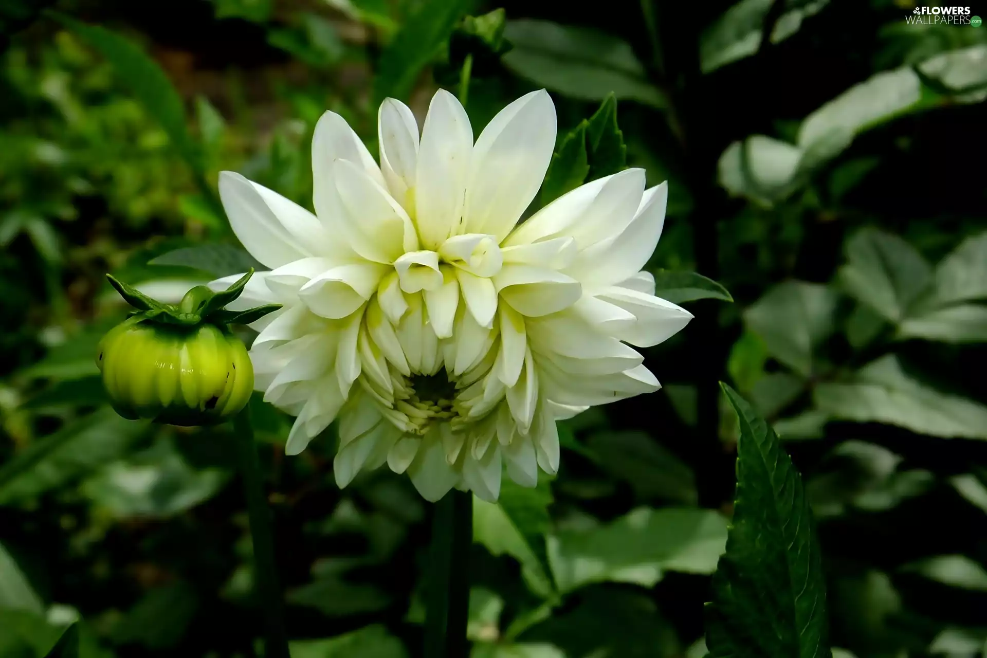 bud, White, Dalia