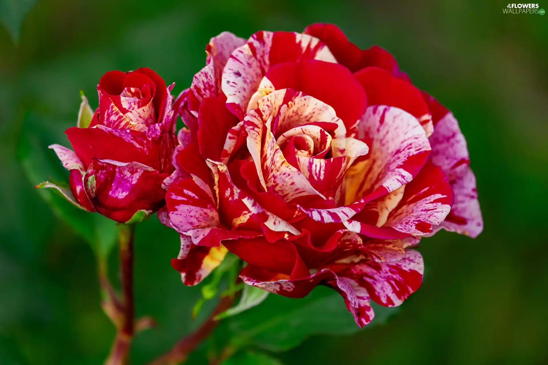 roses, bud, developed, Red-Yellow