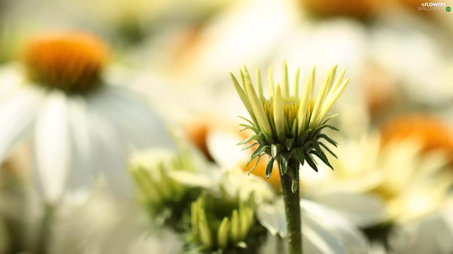 bud, White, echinacea