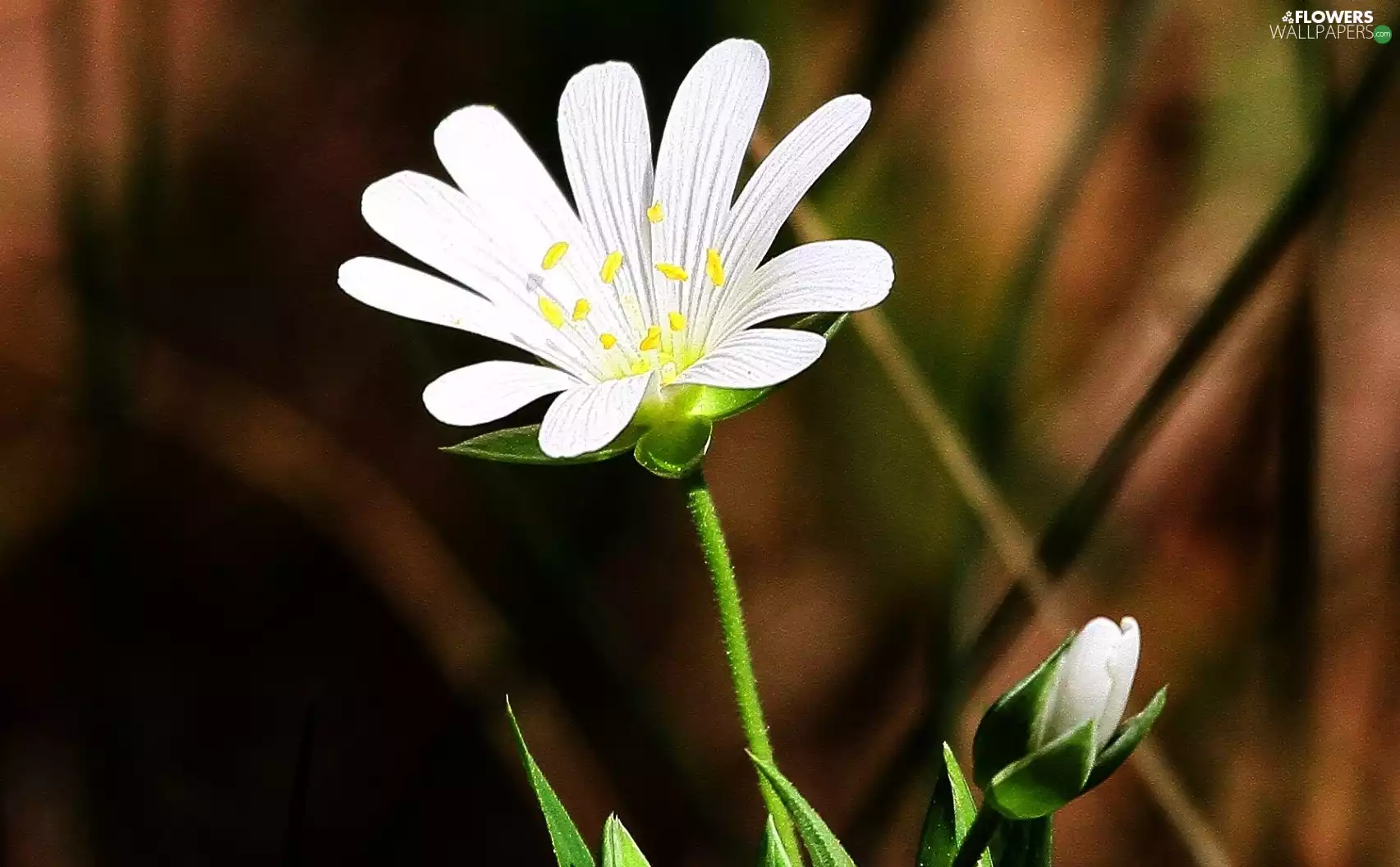 bud, White, Flower