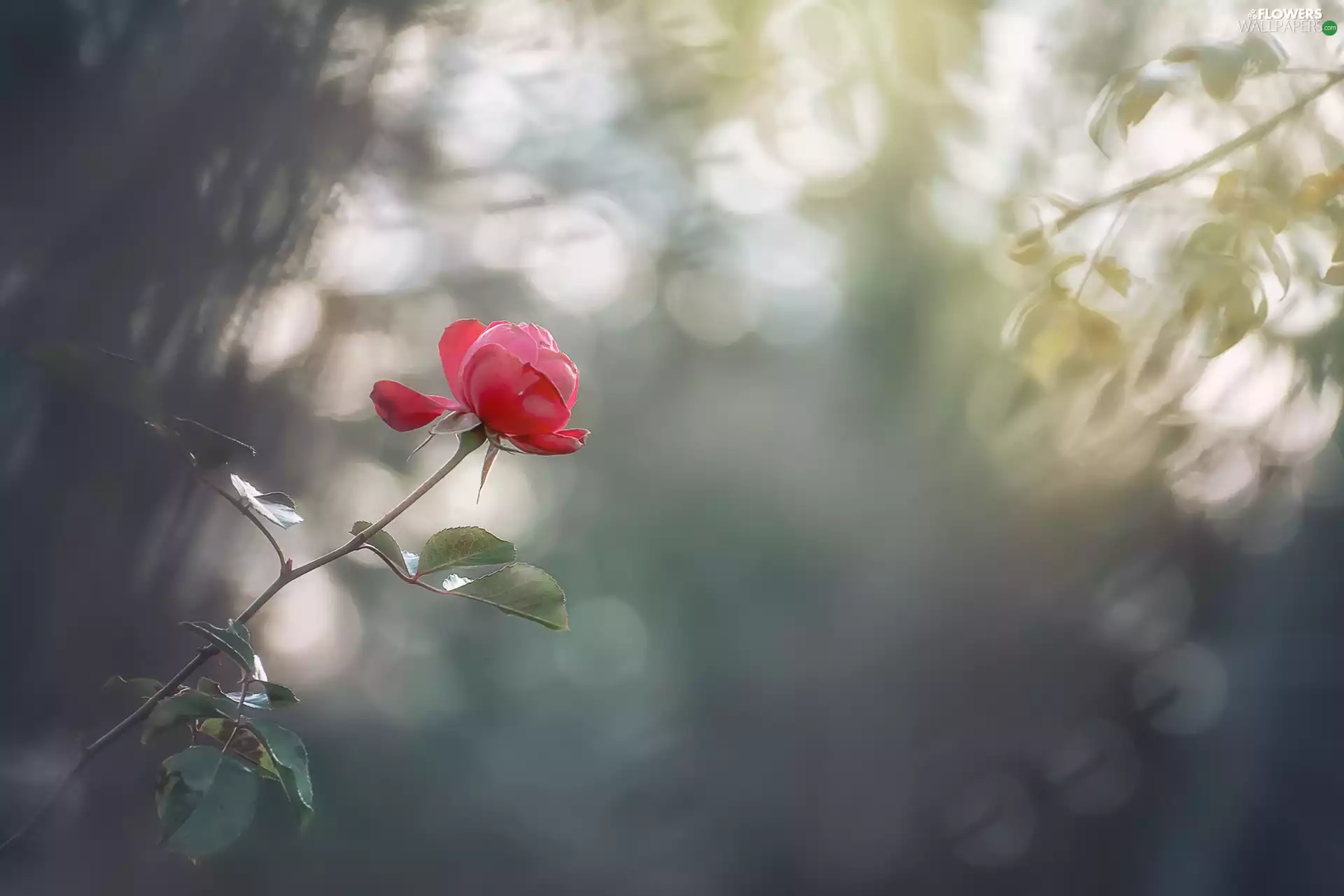bud, ligh, blurry background, sun, luminosity, rose, Colourfull Flowers, flash