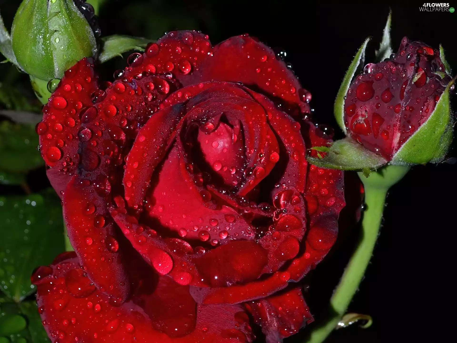 drops, water, rose, bud, red hot