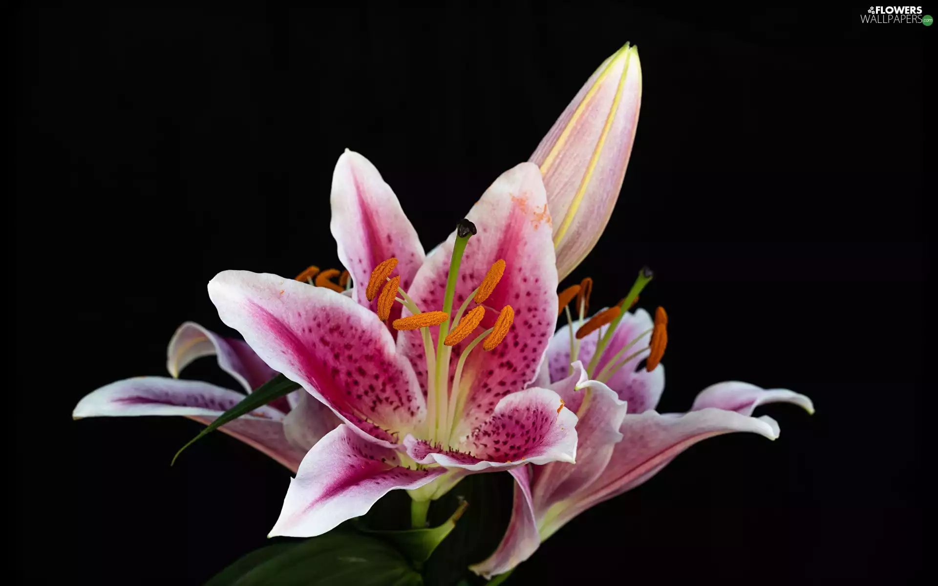 bud, Flowers, lilies