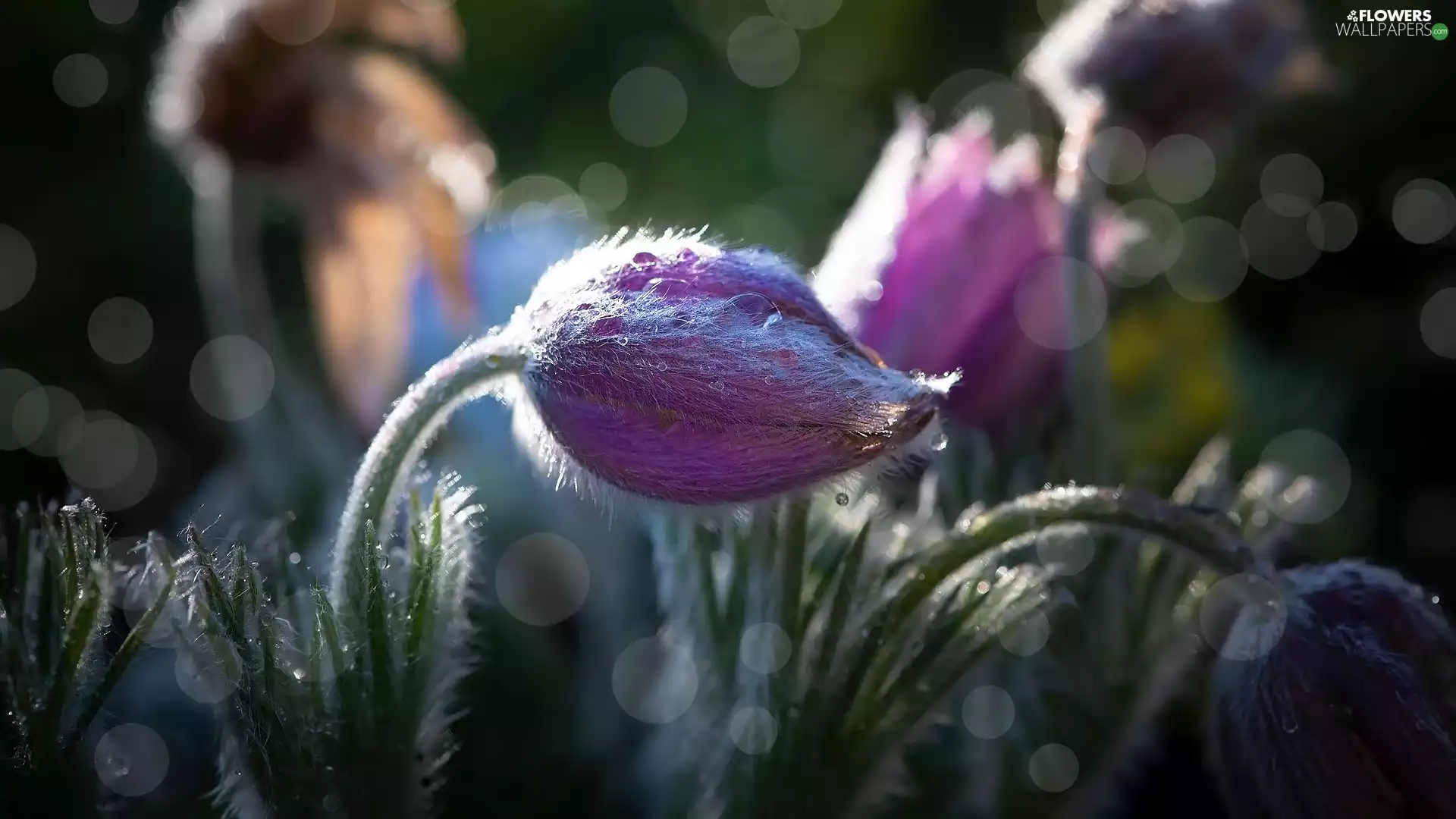 bud, Flowers, pasque