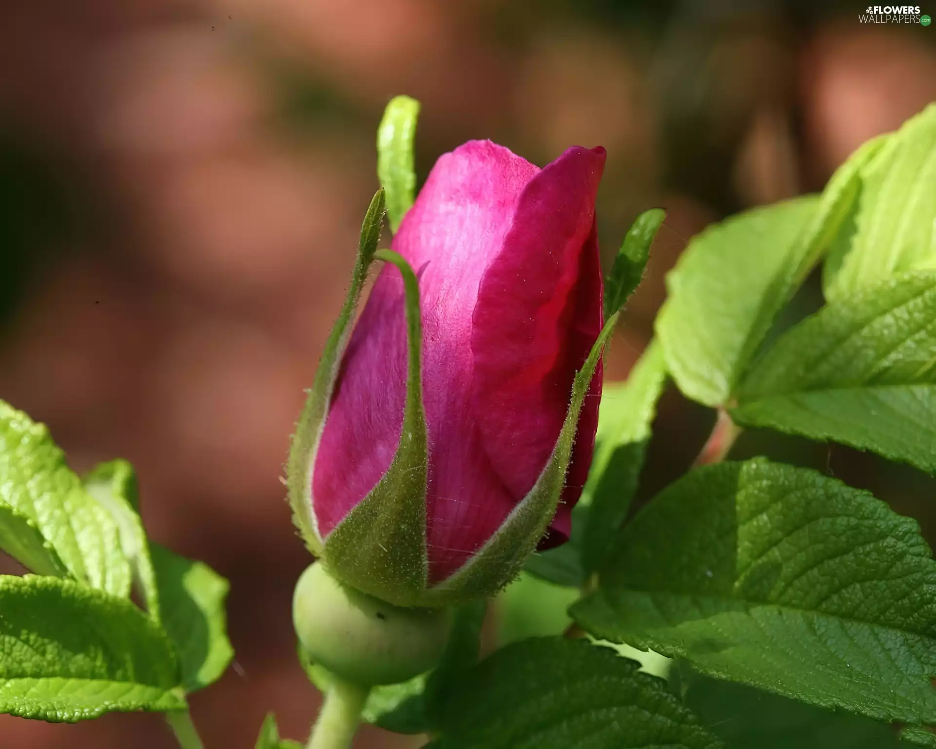 green ones, leaves, bud, floral, Pink