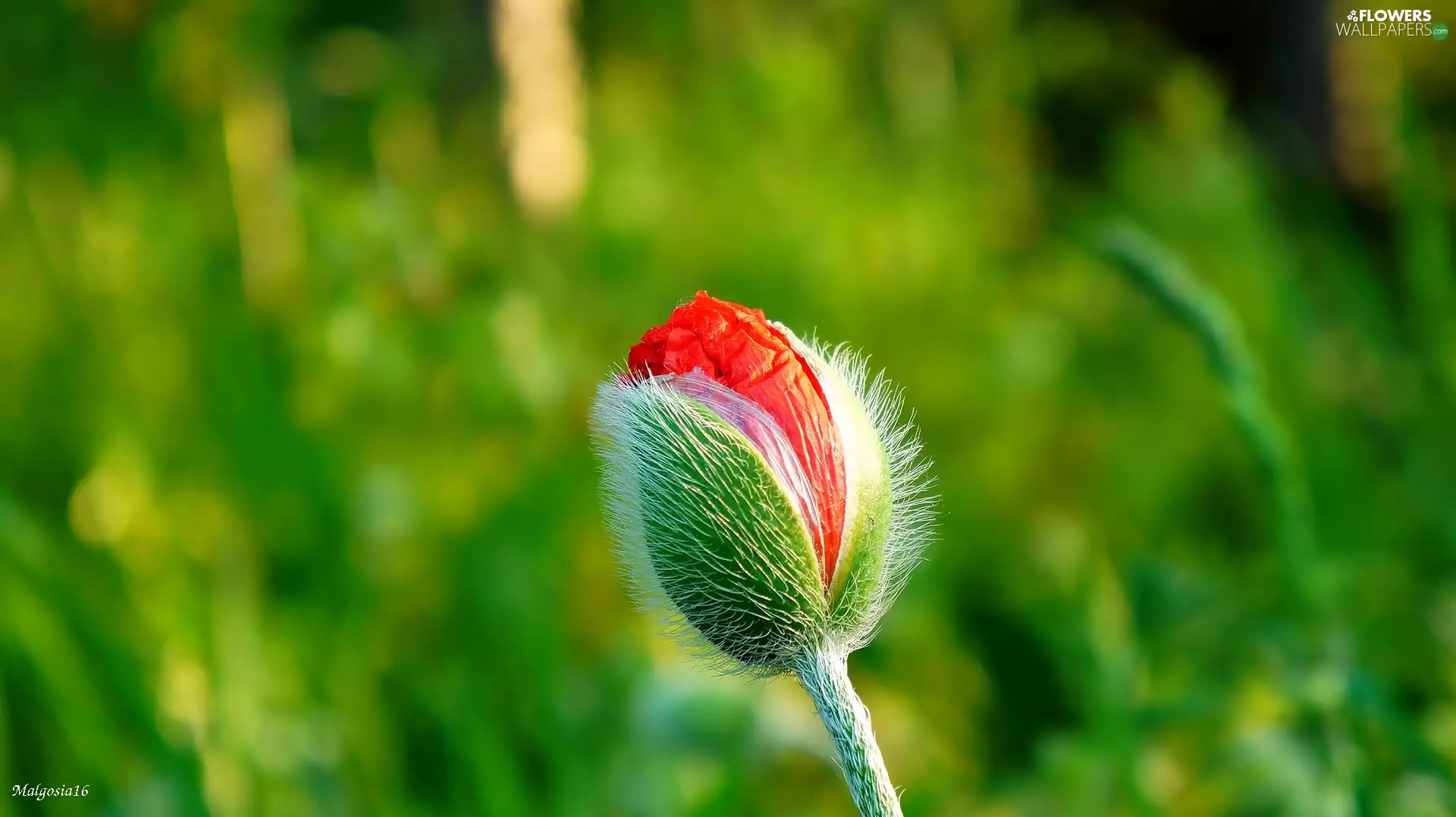 Red, red weed, bud, blooming