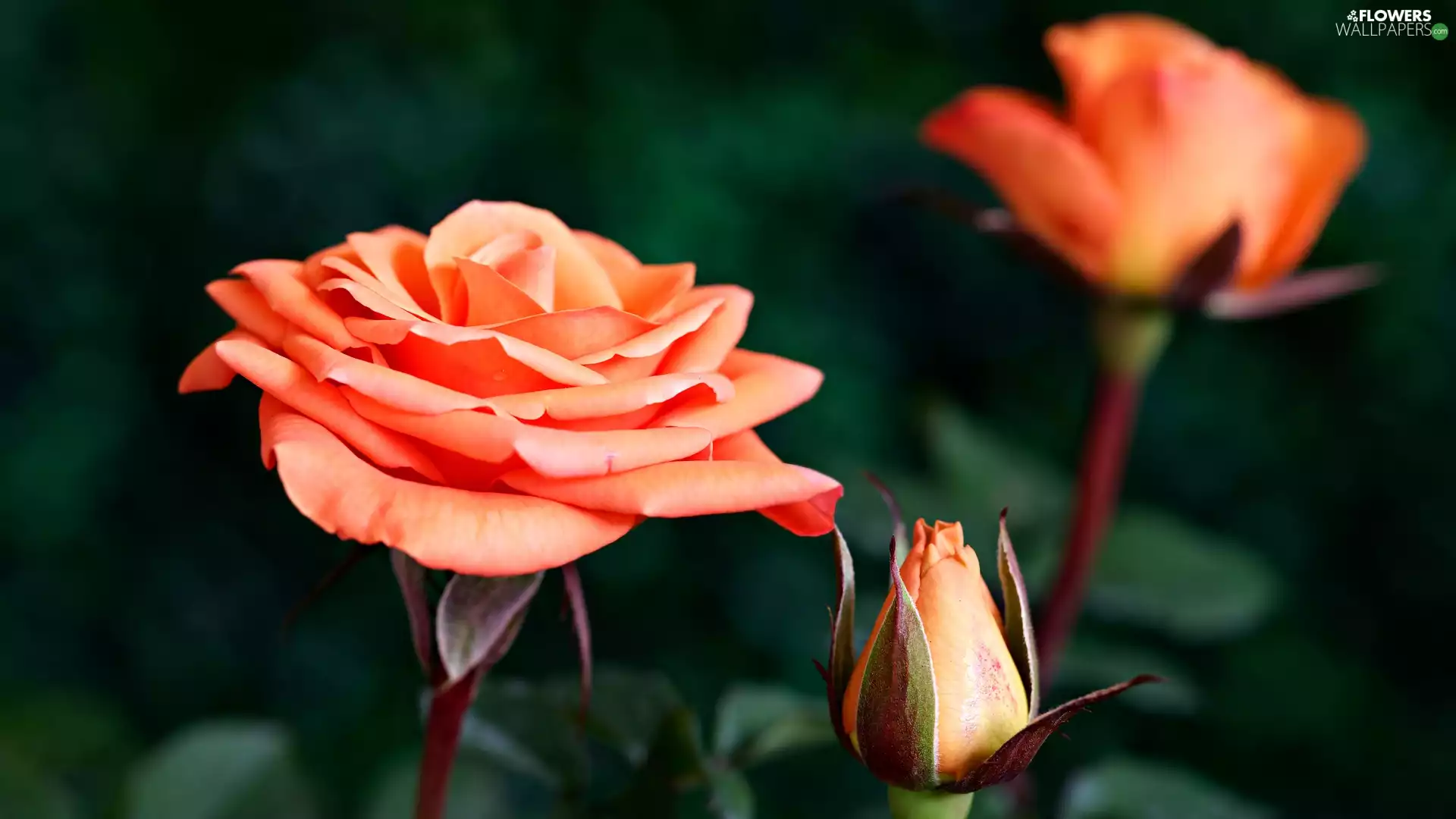 bud, Blossoming, rose