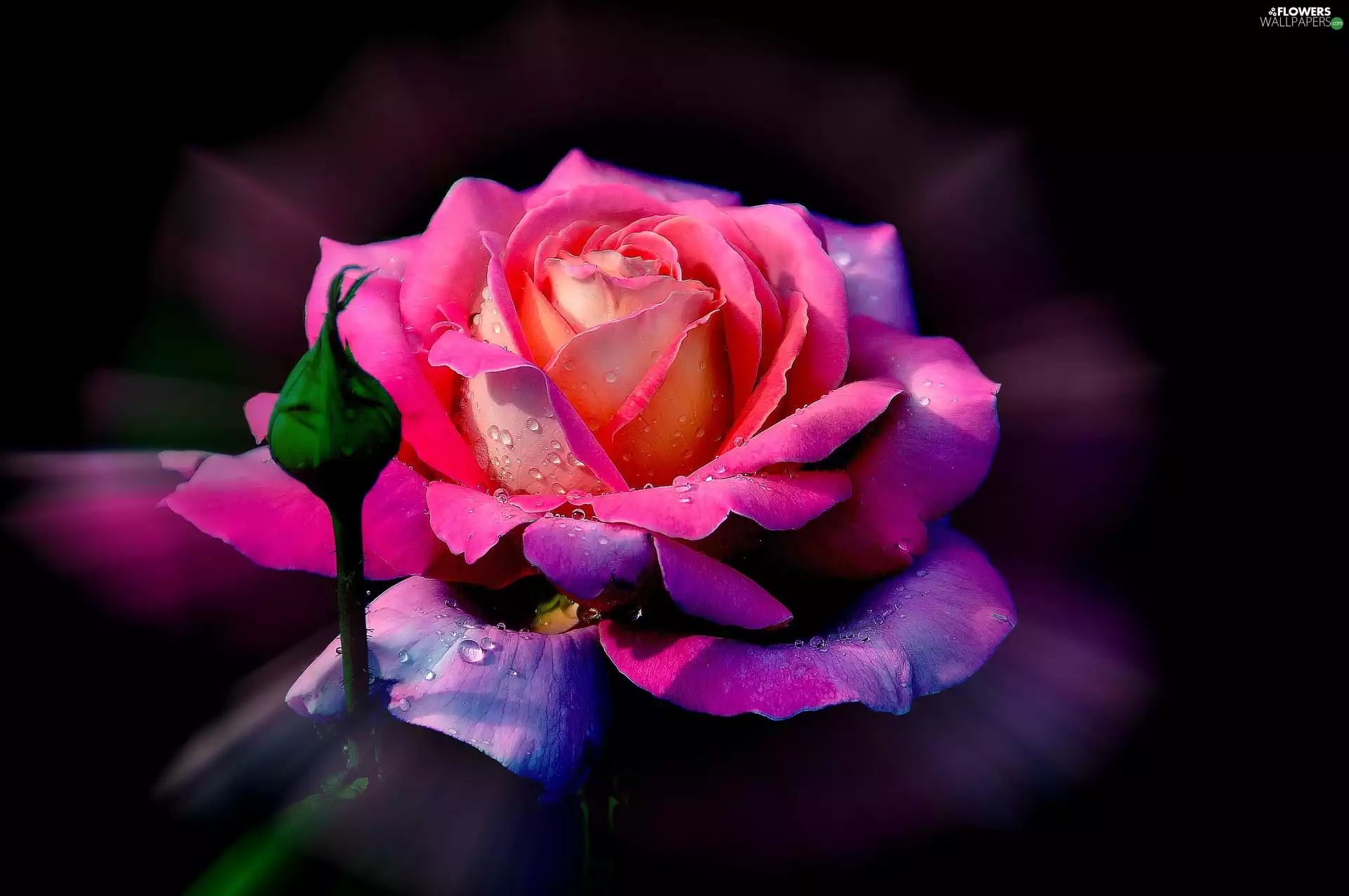 rose, reflections, light, bud
