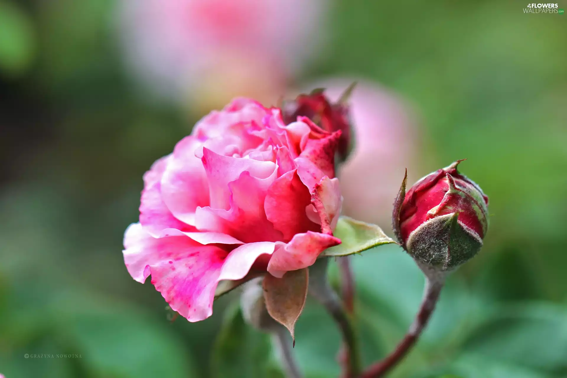 bud, Pink, rose