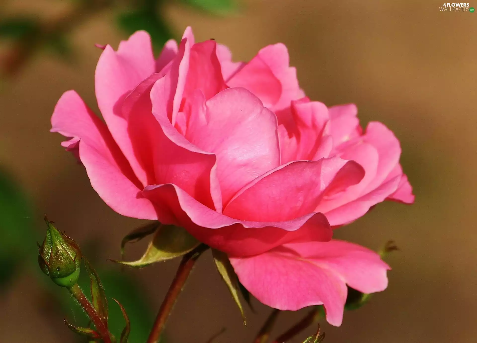 bud, Pink, rose