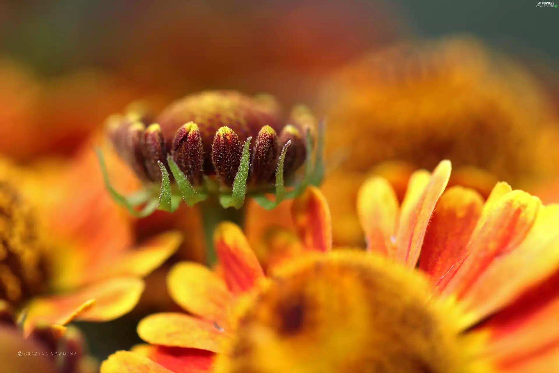 Yellow, Flowers, bud, Helenium, Red, color