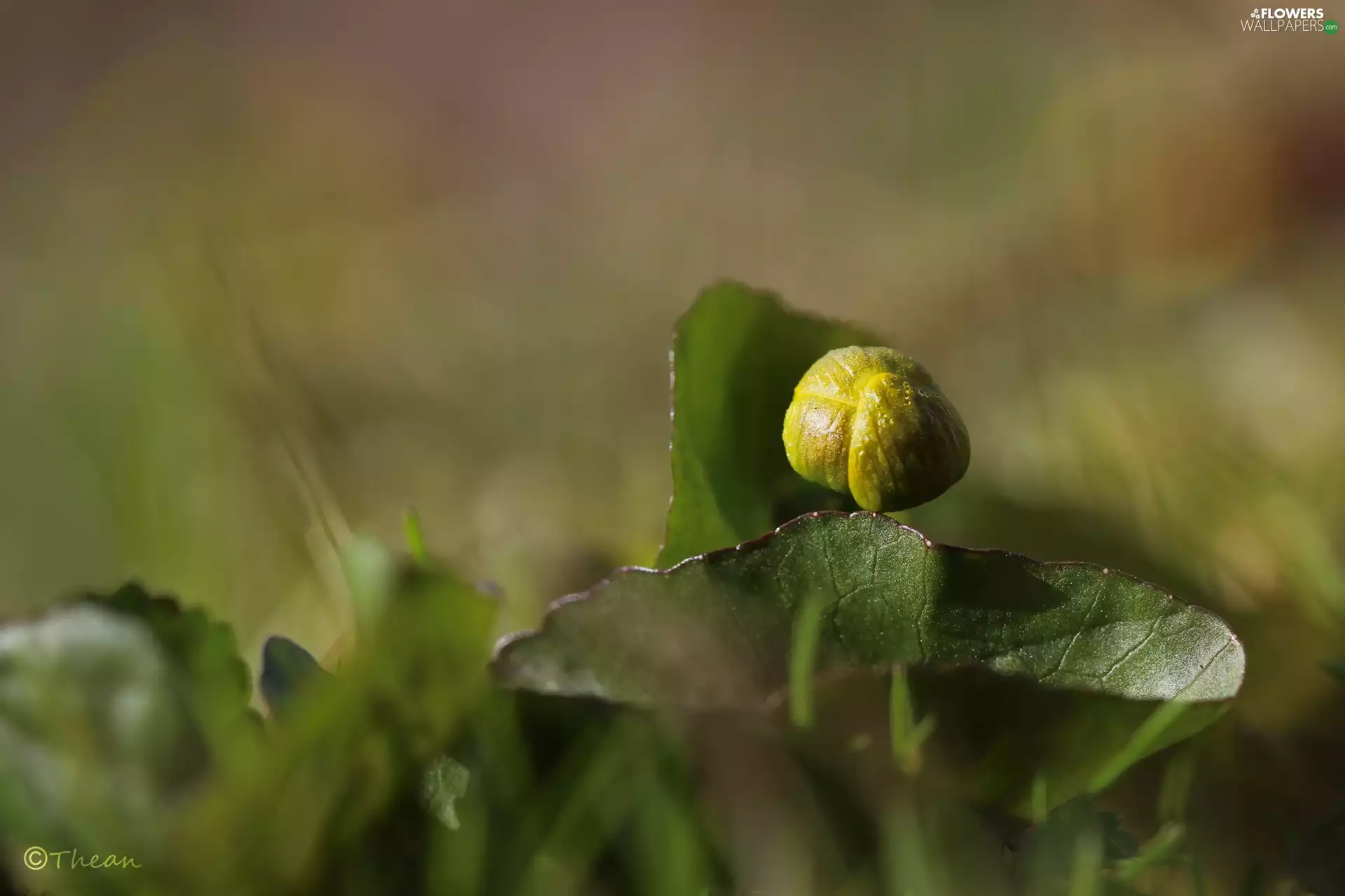 Spring, Buttercup Mud, bud