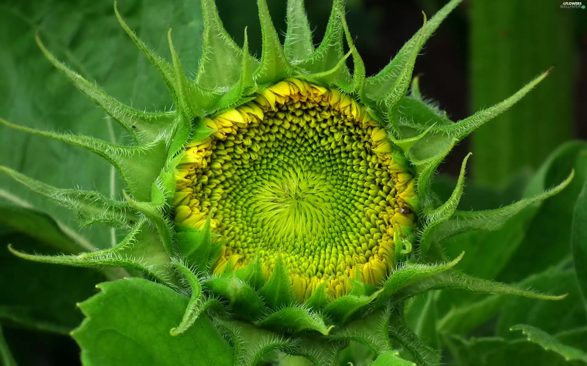 bud, nature, Sunflower