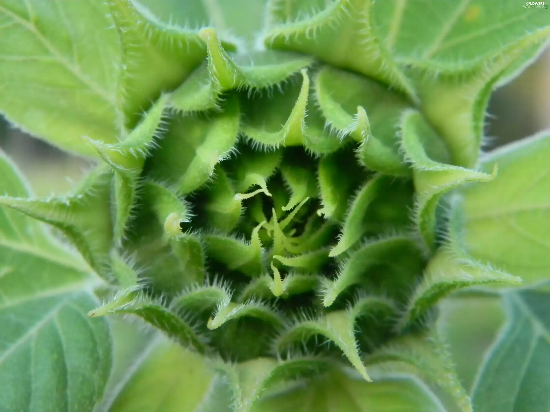 Sunflower, bud