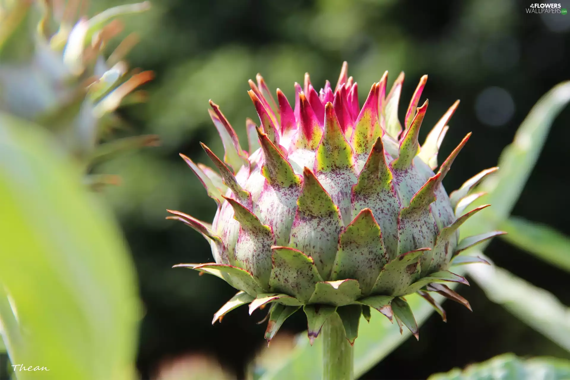 teasel, bud