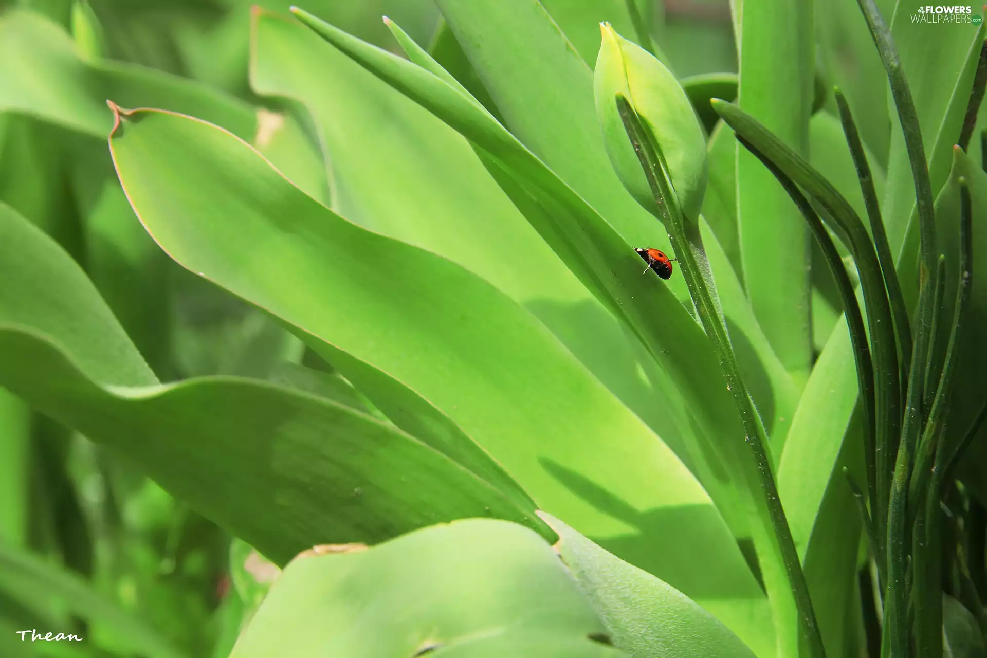 bud, ladybird, tulip