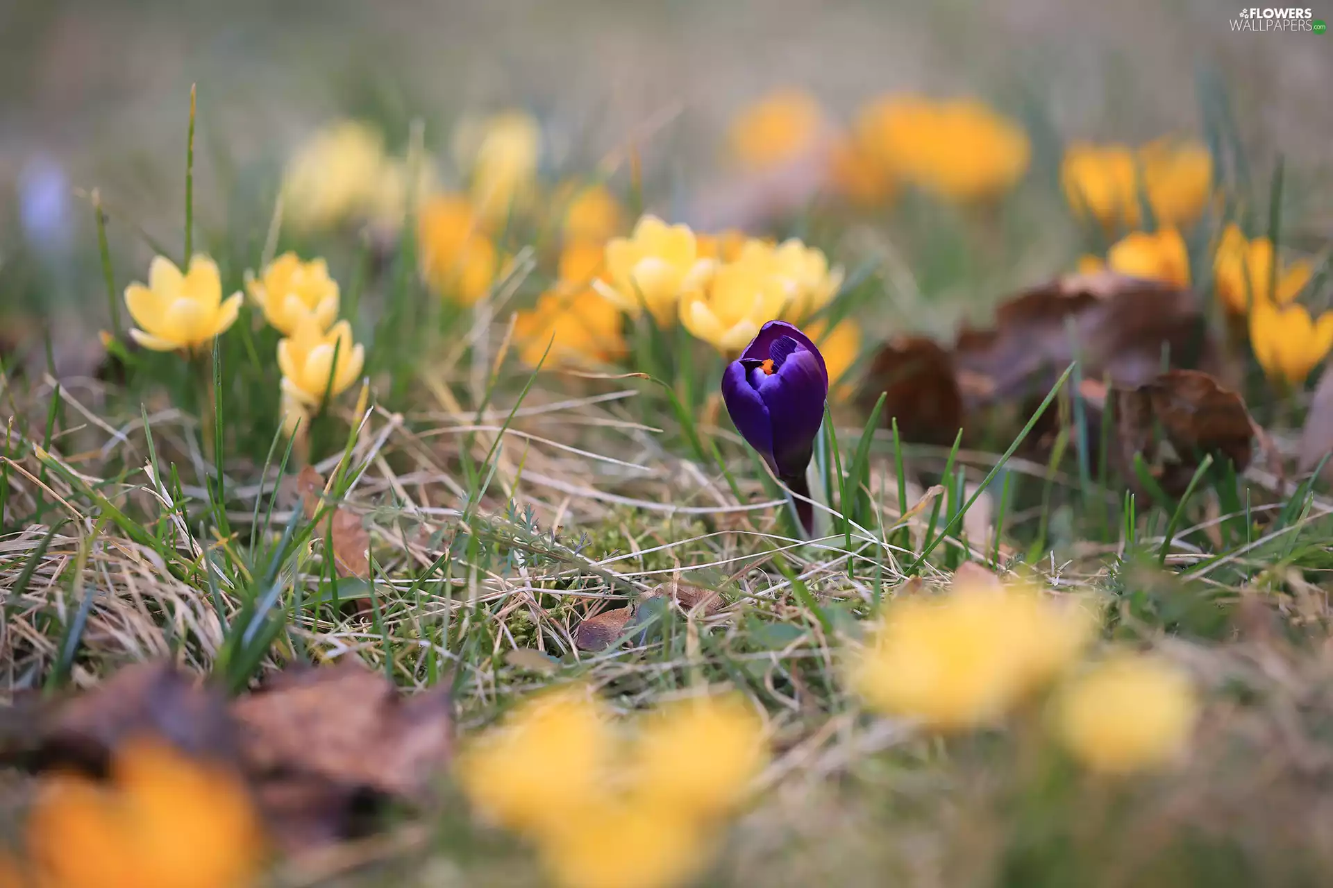 Violet, crocus, grass, bud