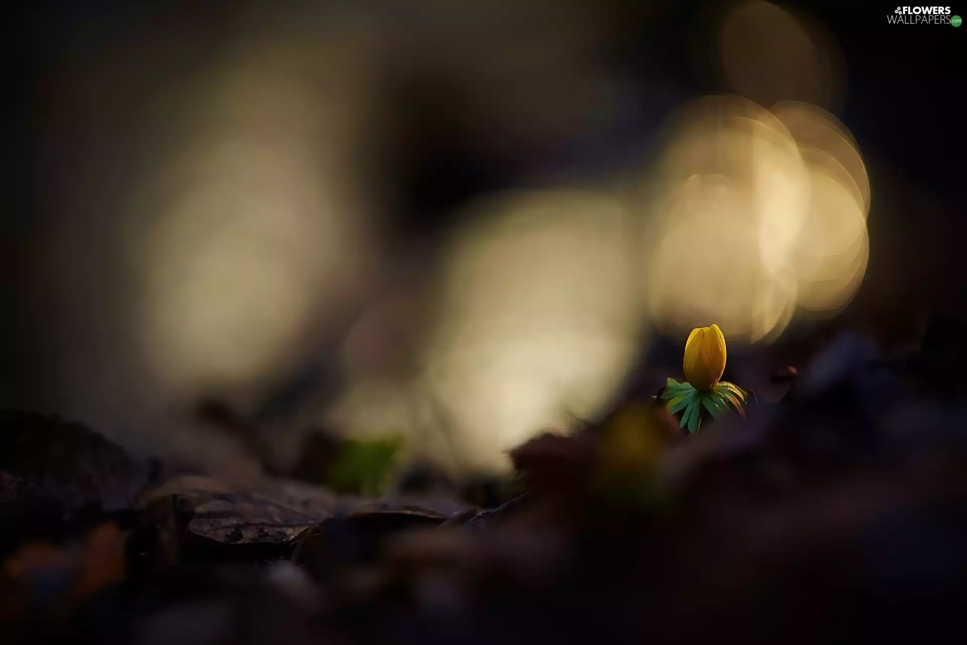 bud, anemone, Yellow