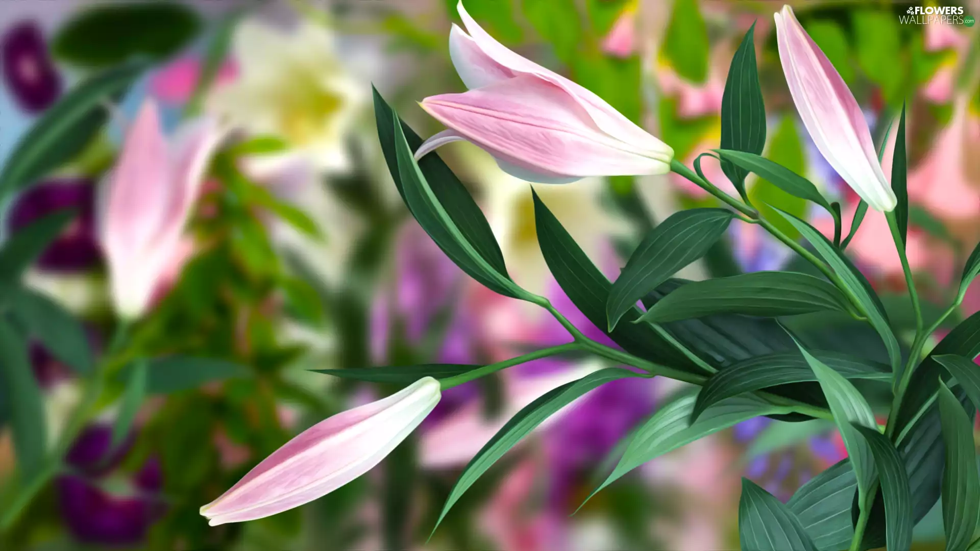 Flowers, Buds, 2D Graphics, lilies