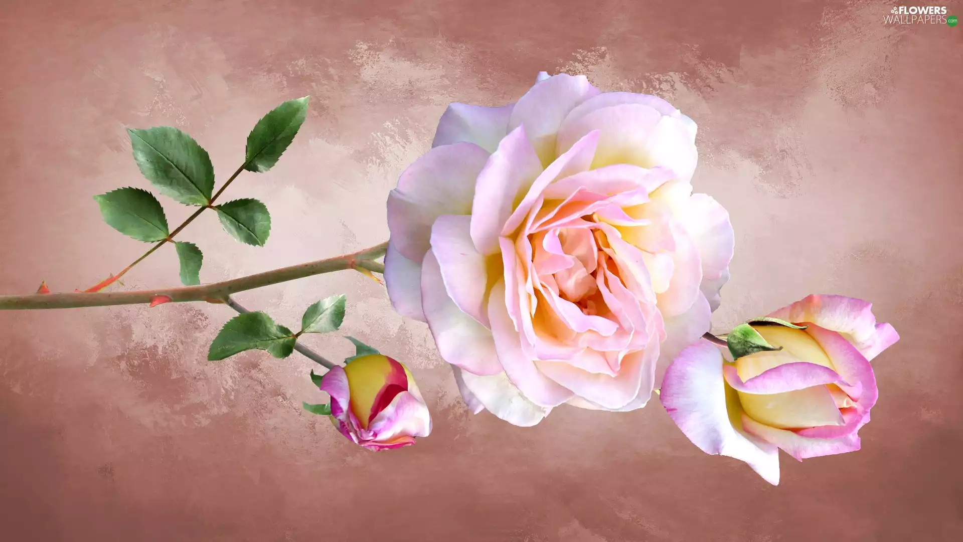 Flowers, Buds, 2D Graphics, rose