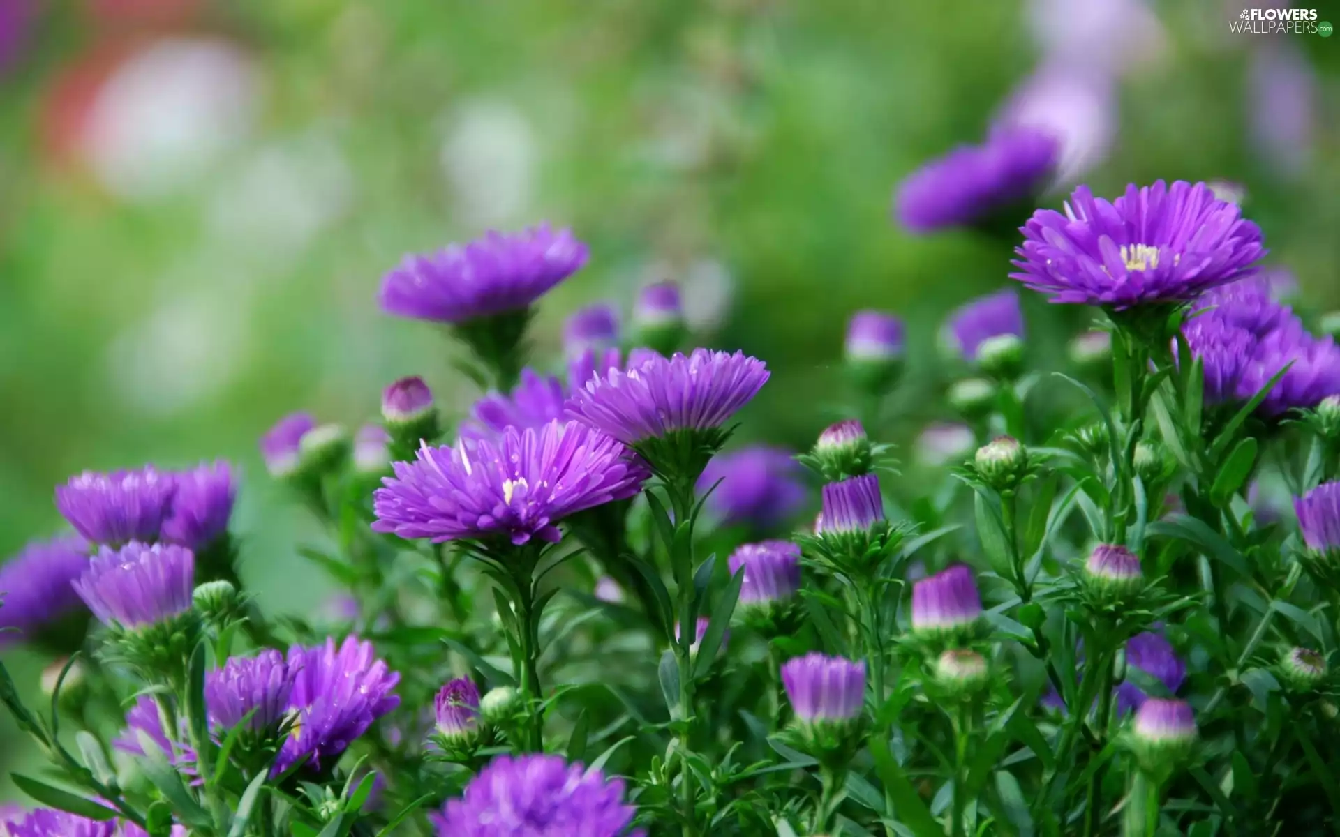 Buds, purple, Astra