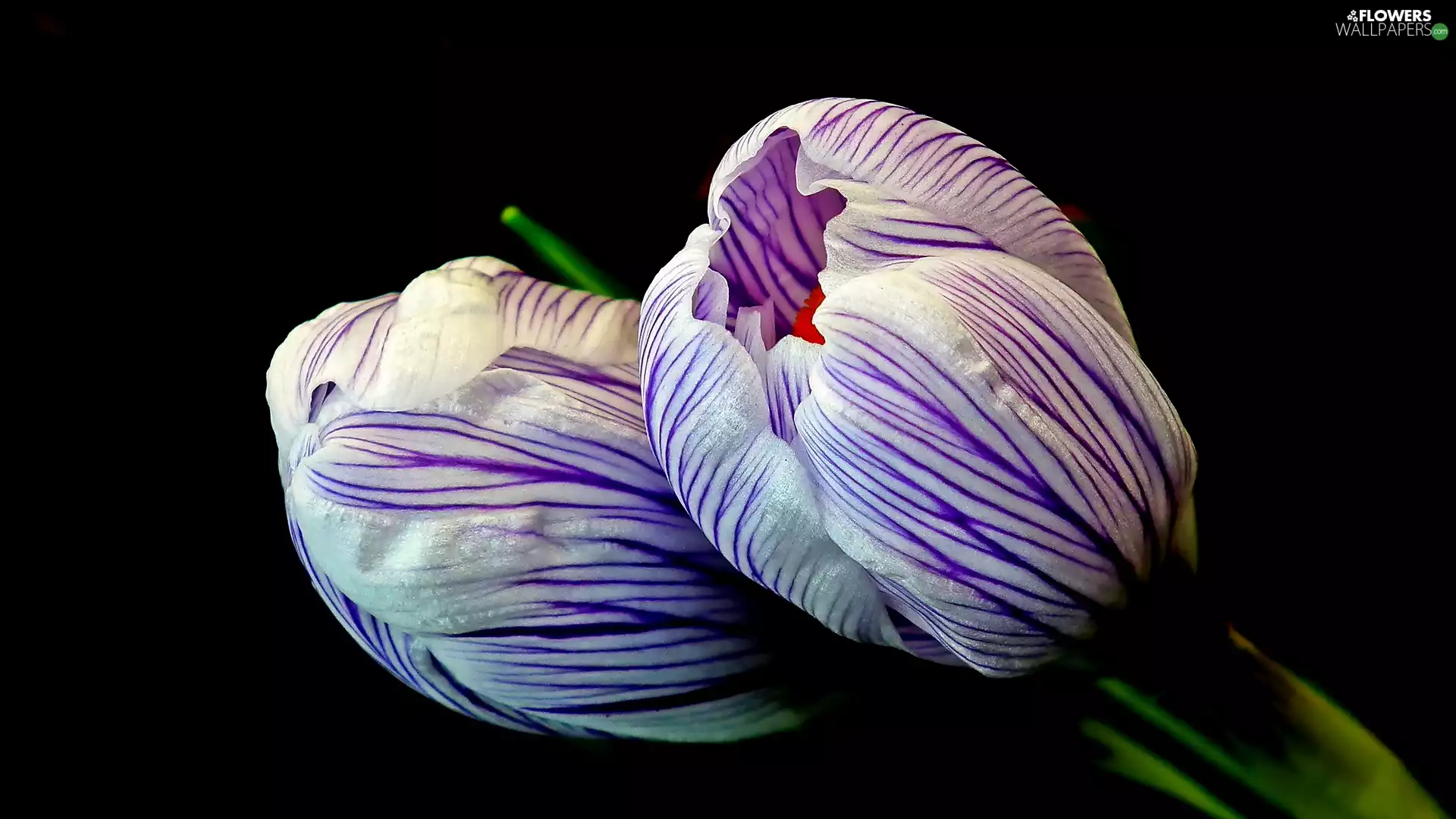 crocuses, Dark Background, Buds, White-Purple, Flowers