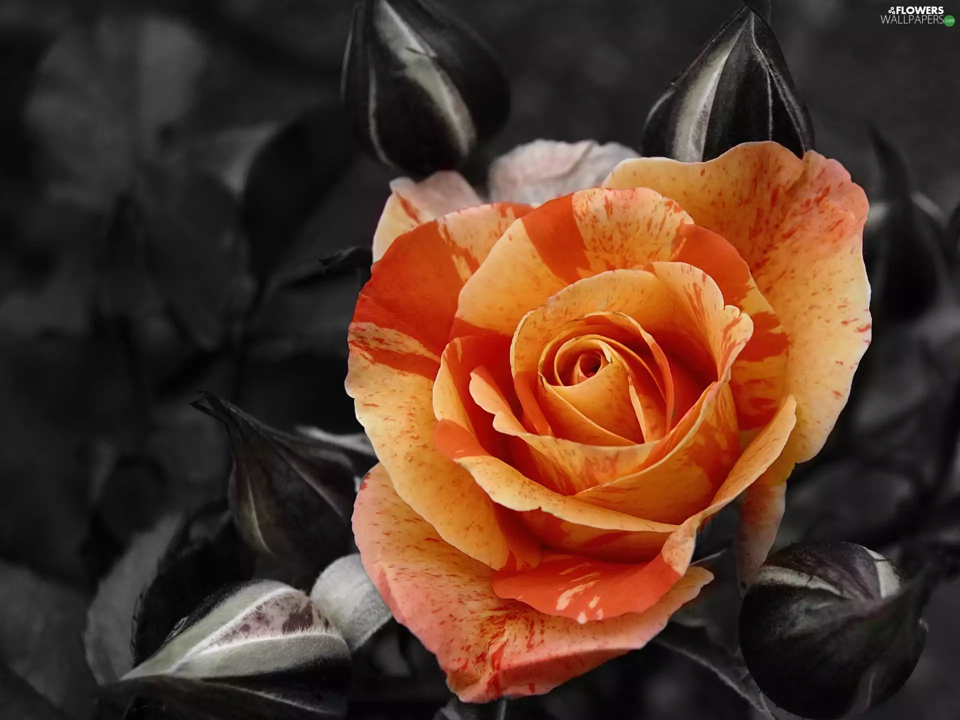 Buds, rose, bloom