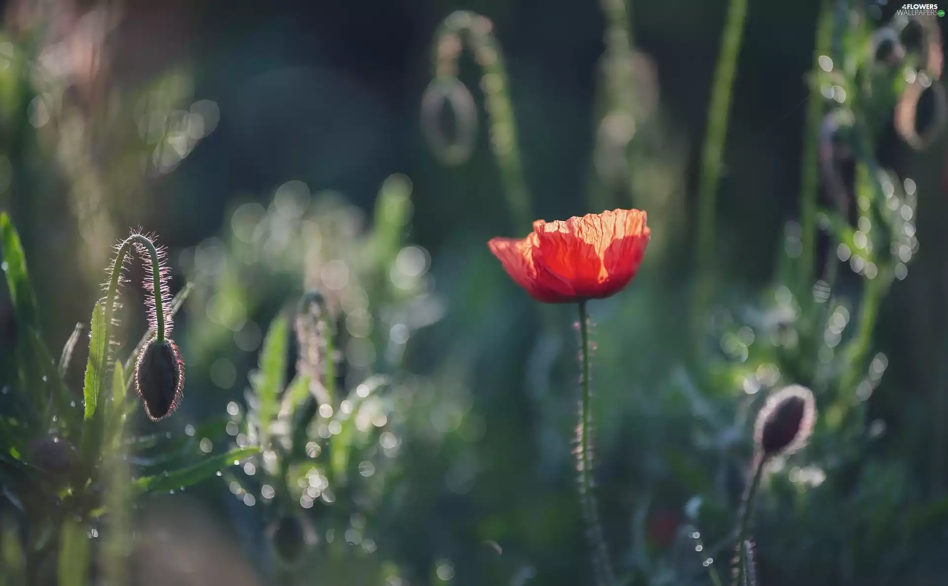 Flowers, Buds, blur, red weed