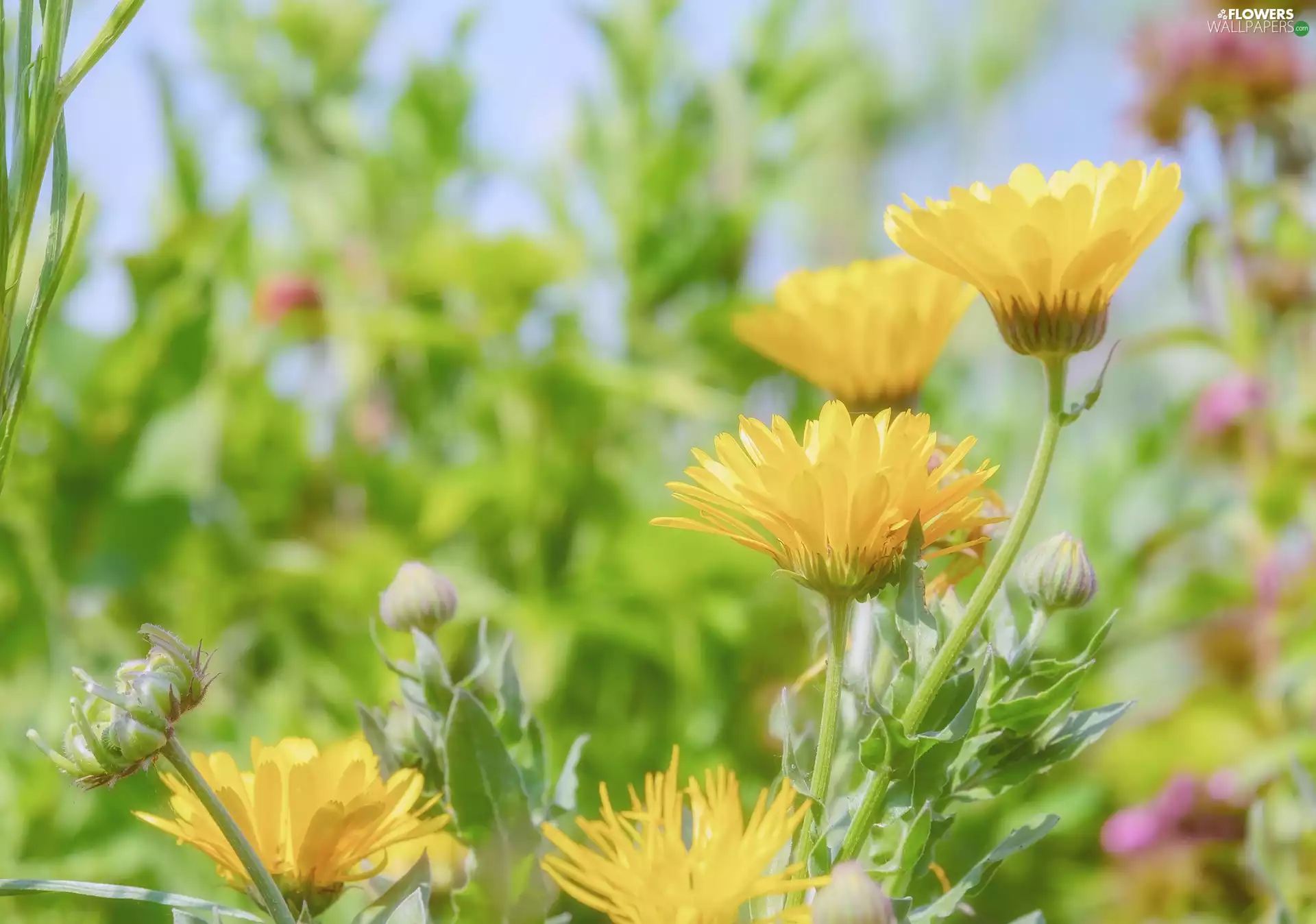 Yellow, Buds, blurry background, Marigolds